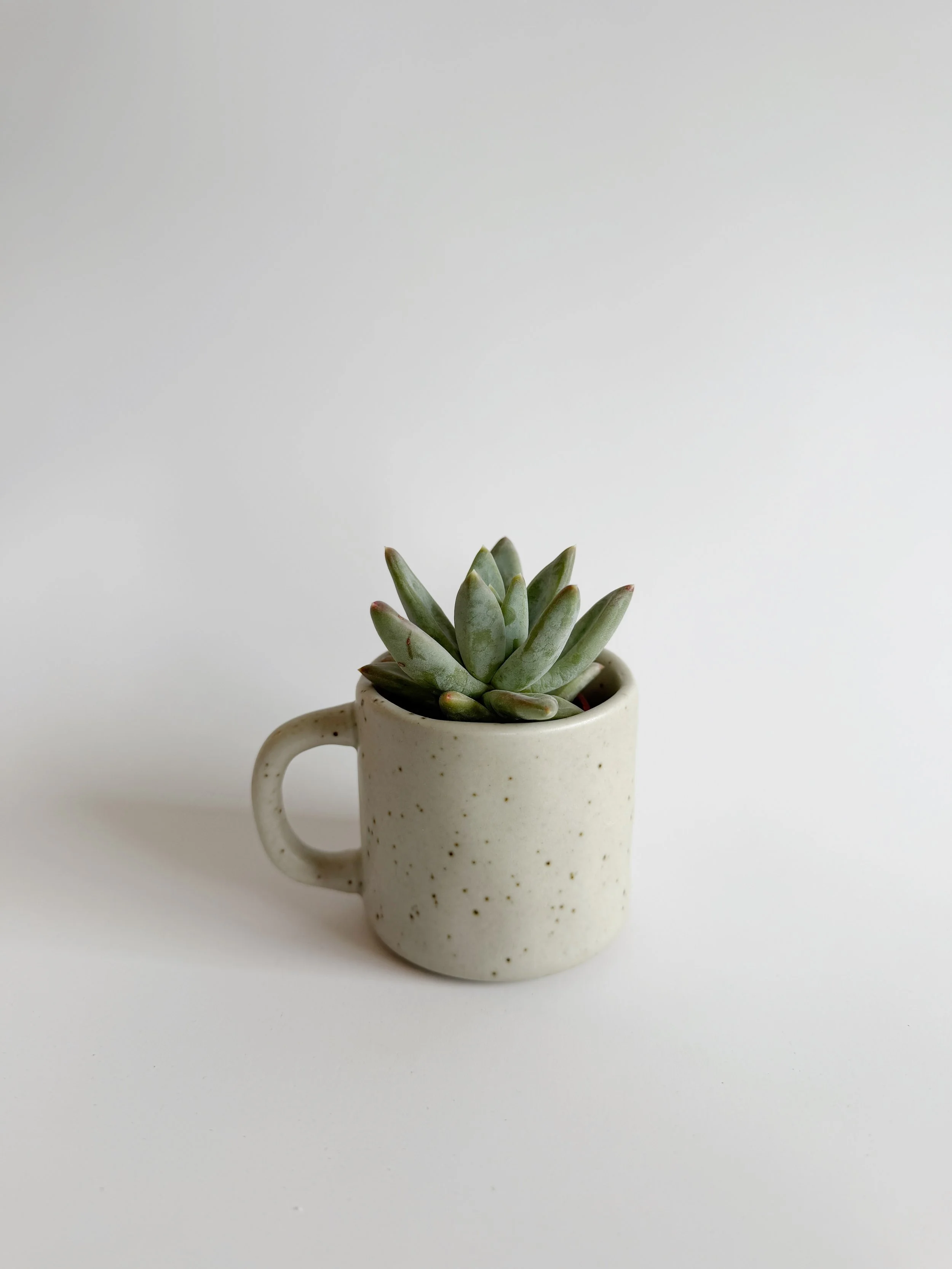 Mini succulente et mini tasse - 15$