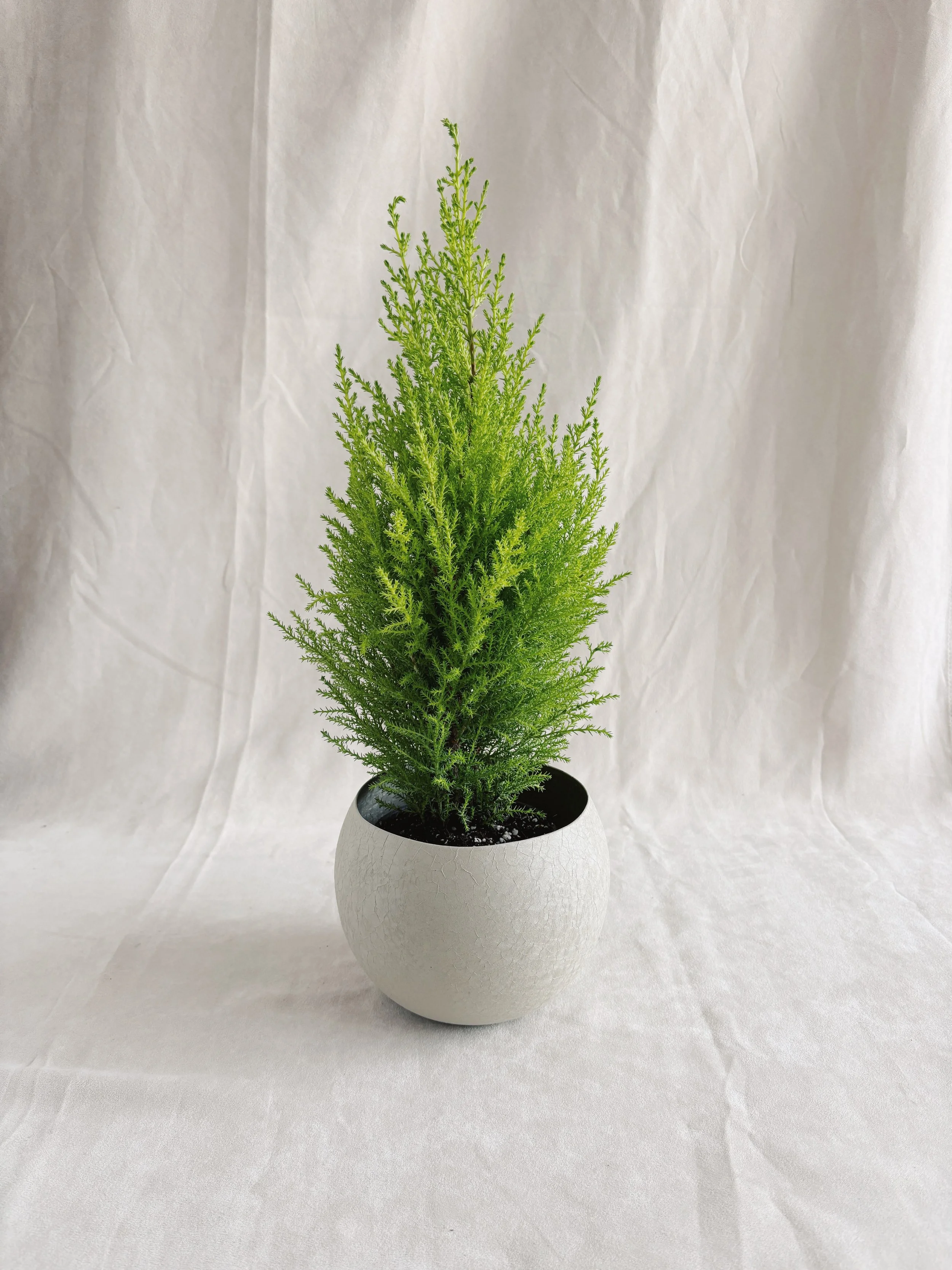 Cypress lime qui sent bon 4p - 15%