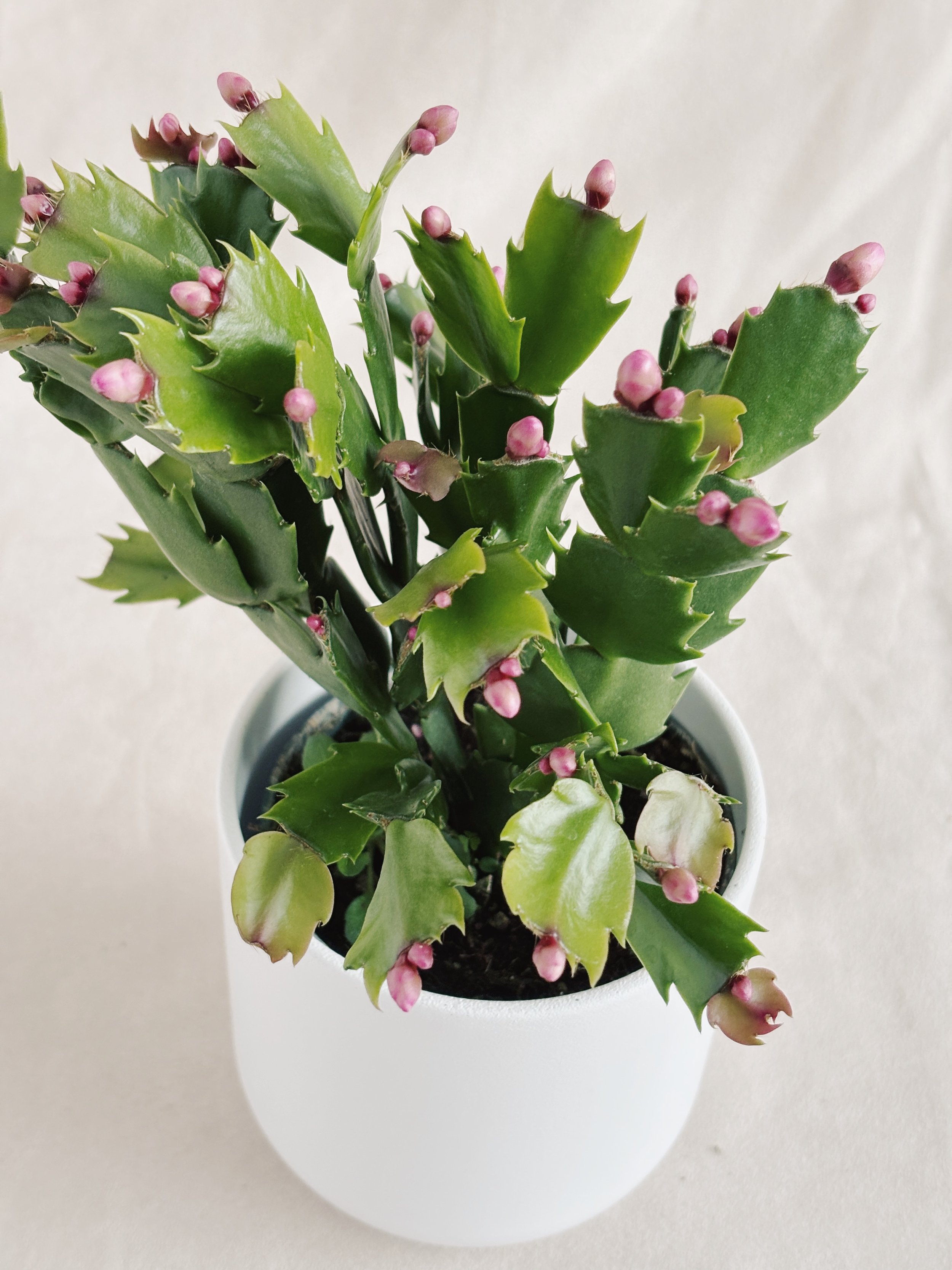 Cactus de Noël - 13$