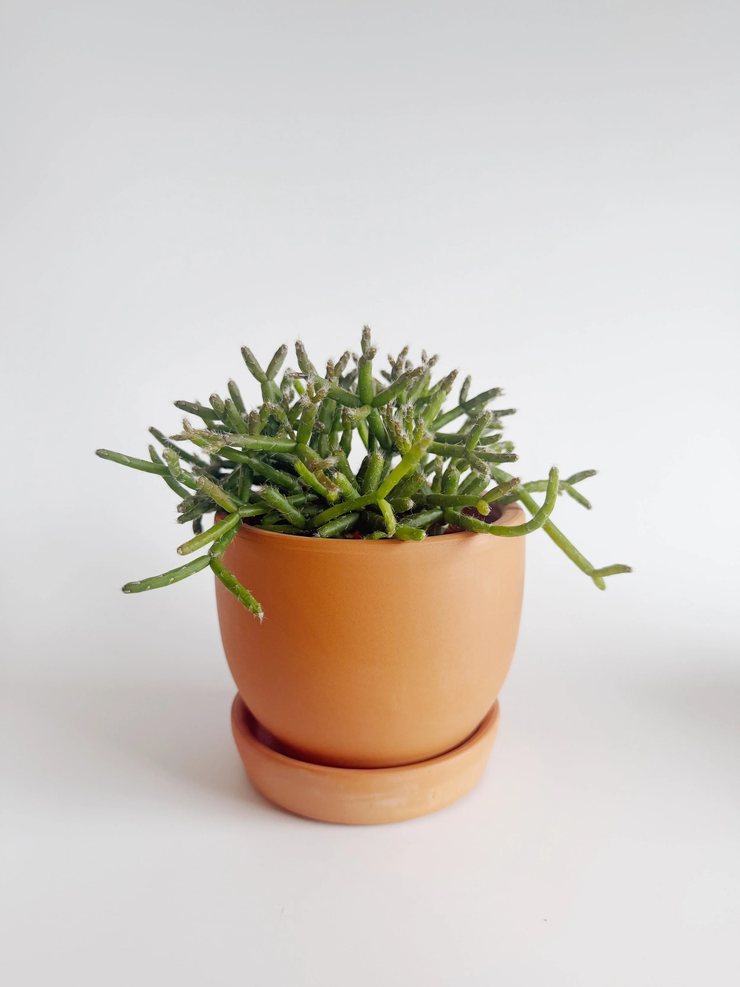 Cactus rhipsalis avec pot - 25$