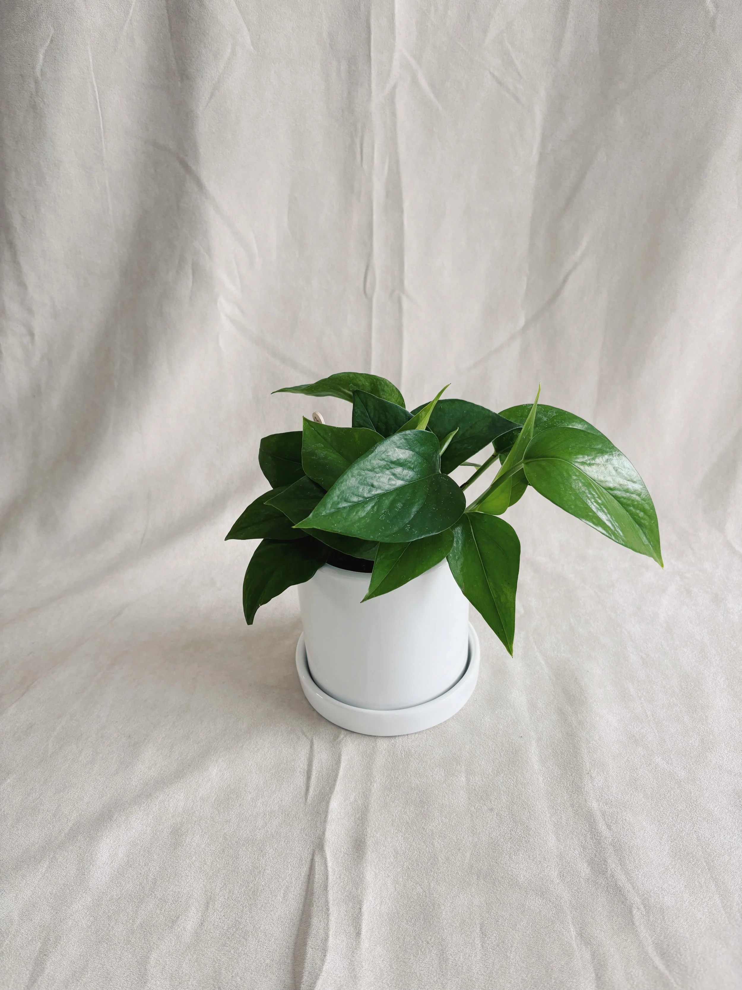 Plante pothos jade avec pot 4p - 28$