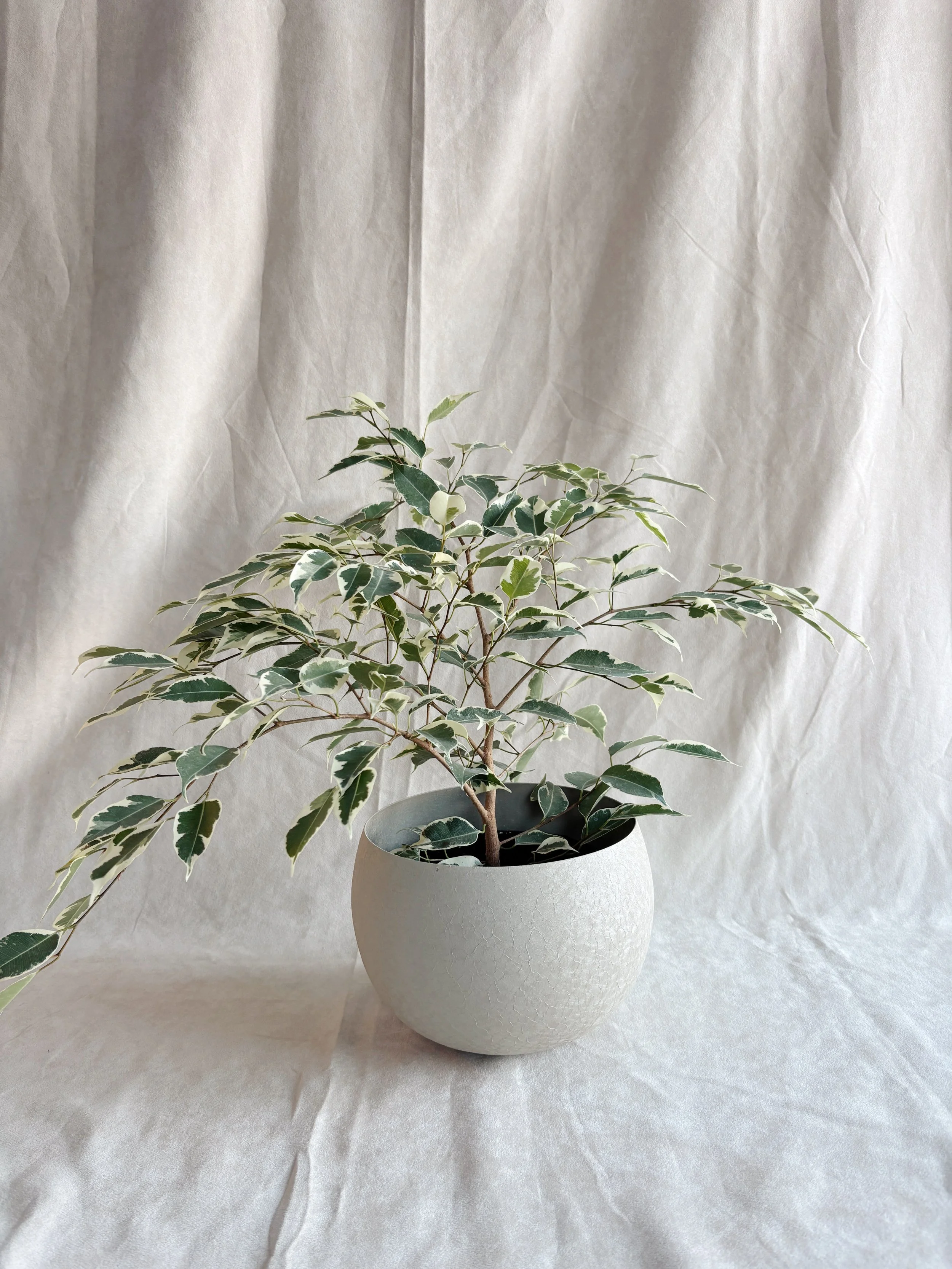 Plante ficus benjamina 6p - 55$