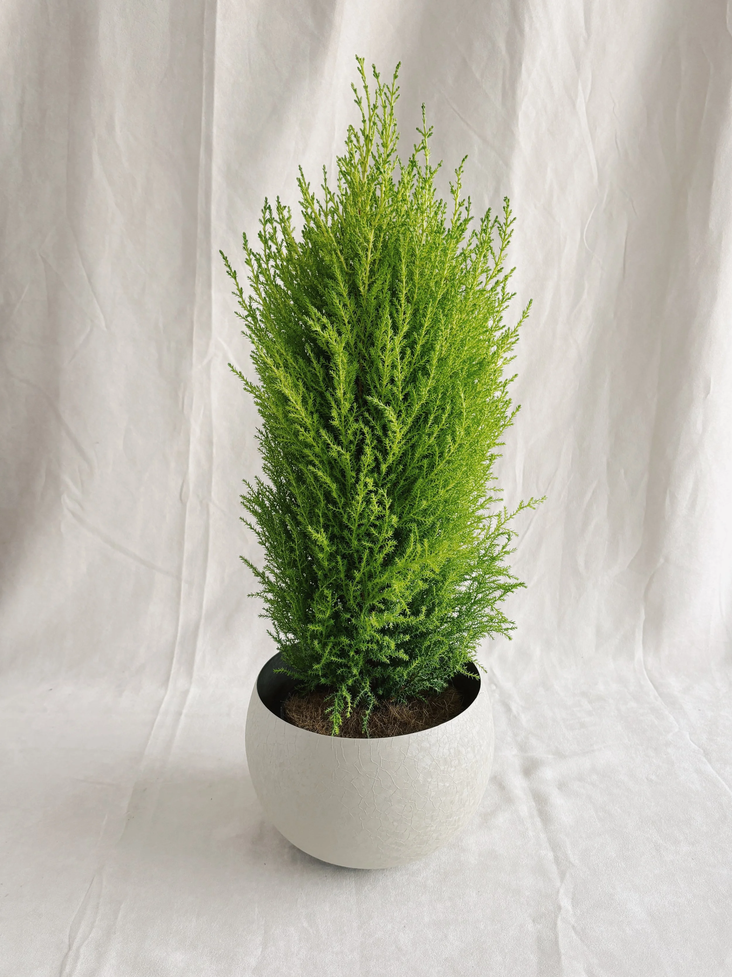 Cypress lime 6p - 30$