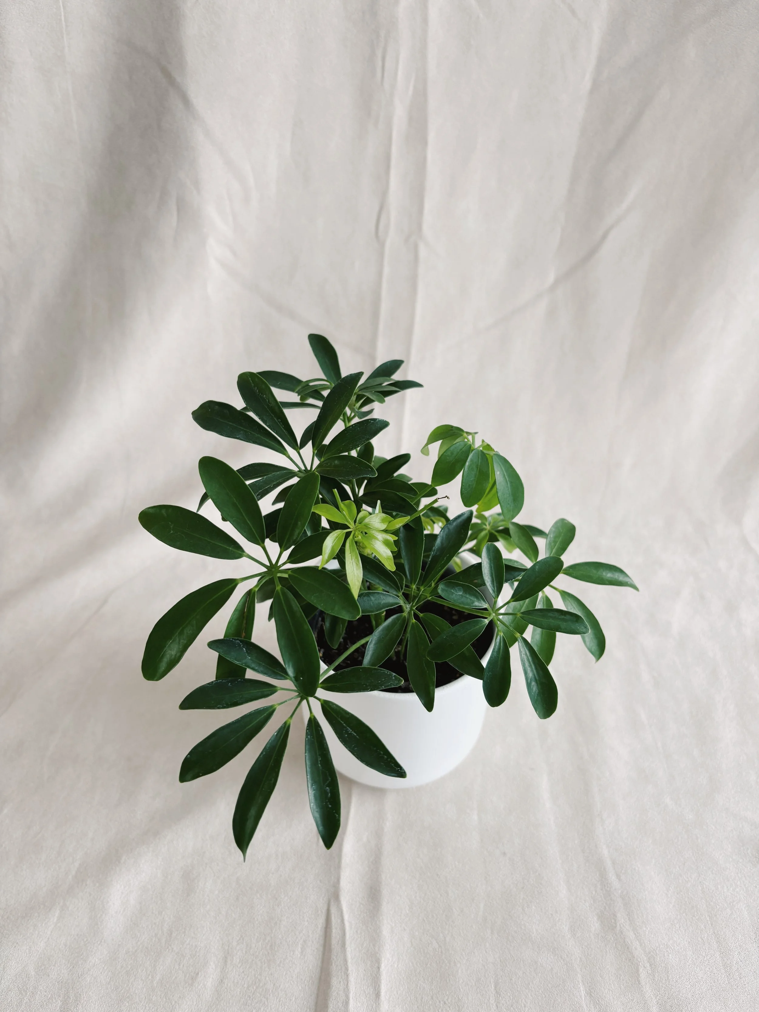Plante schefflera arboricola avec pot 4p - 20$