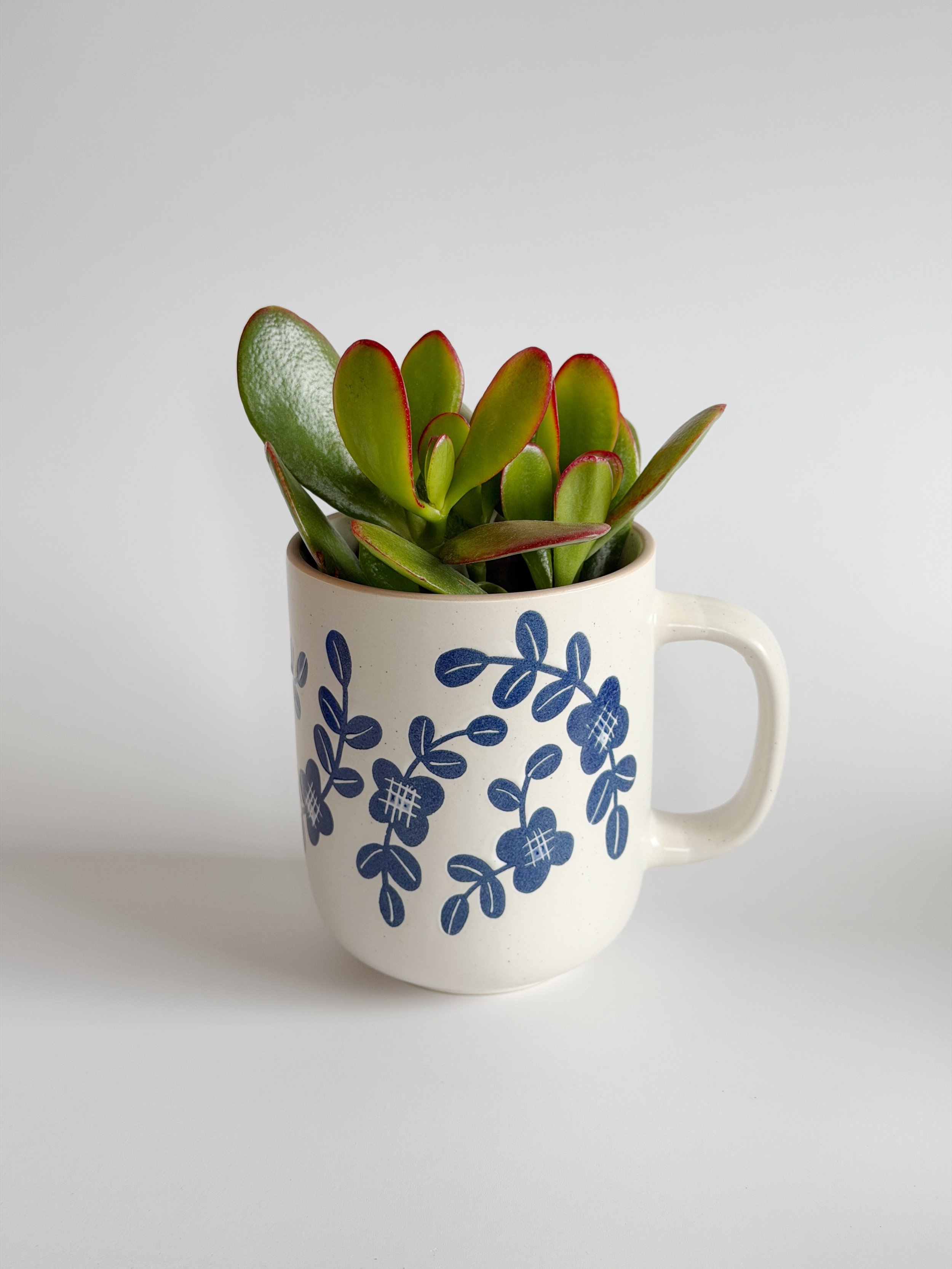Tasse 16$ succulente 12$