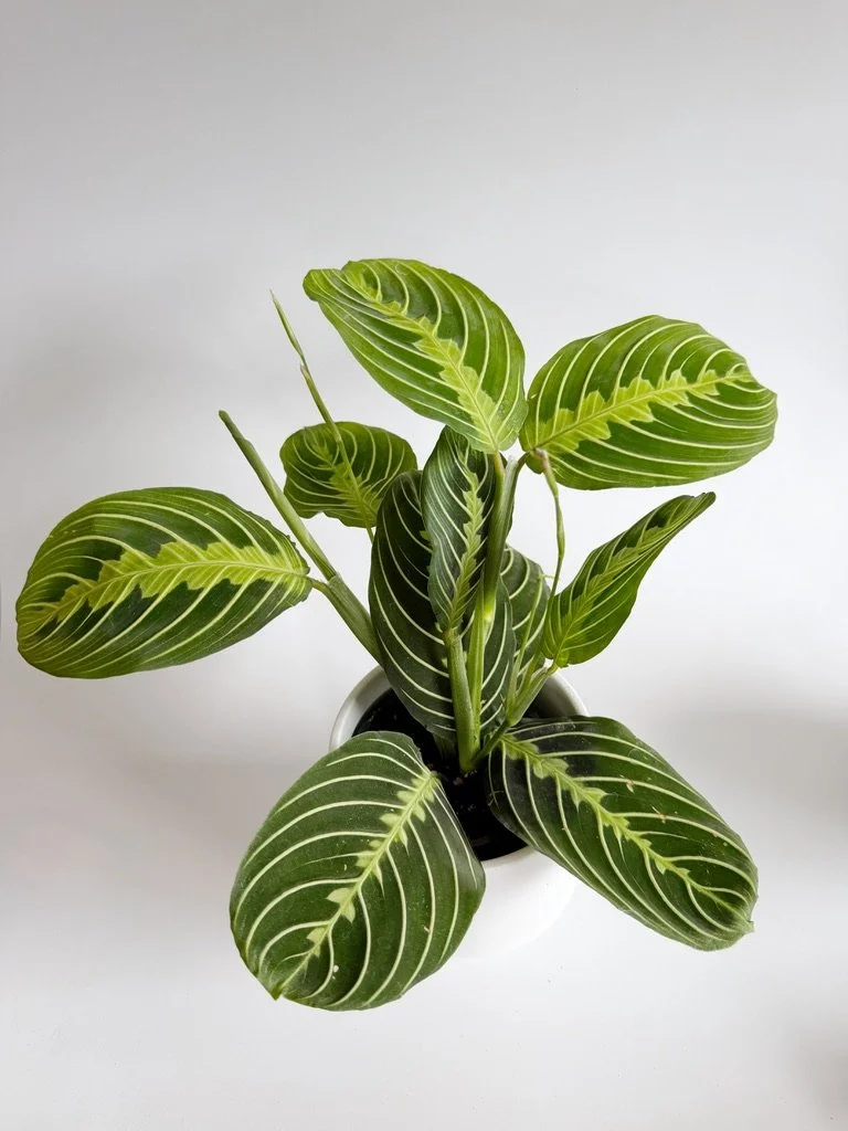 Maranta lime avec pot - 25$