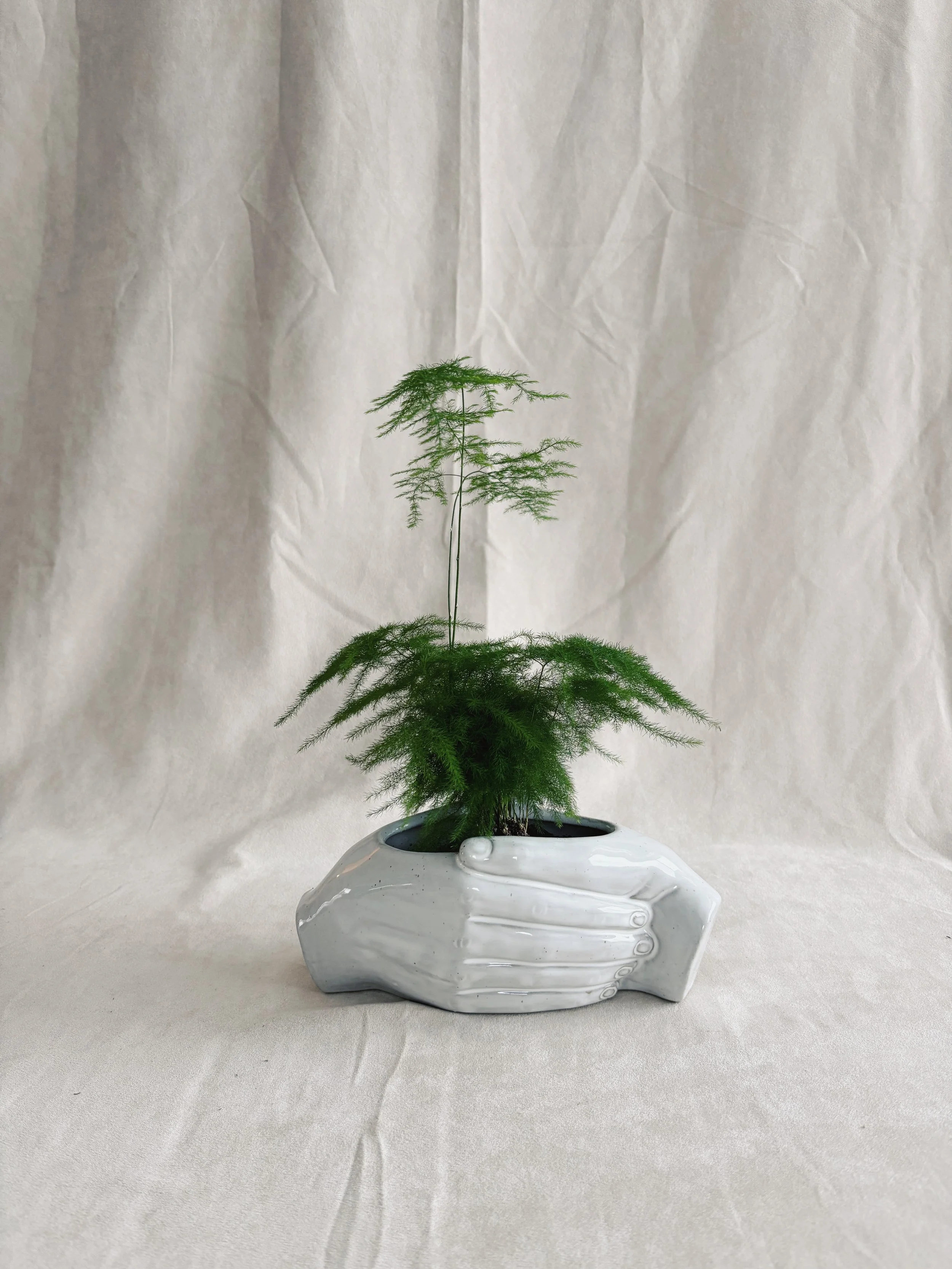 labriboutique_plante_plumosis.jpg