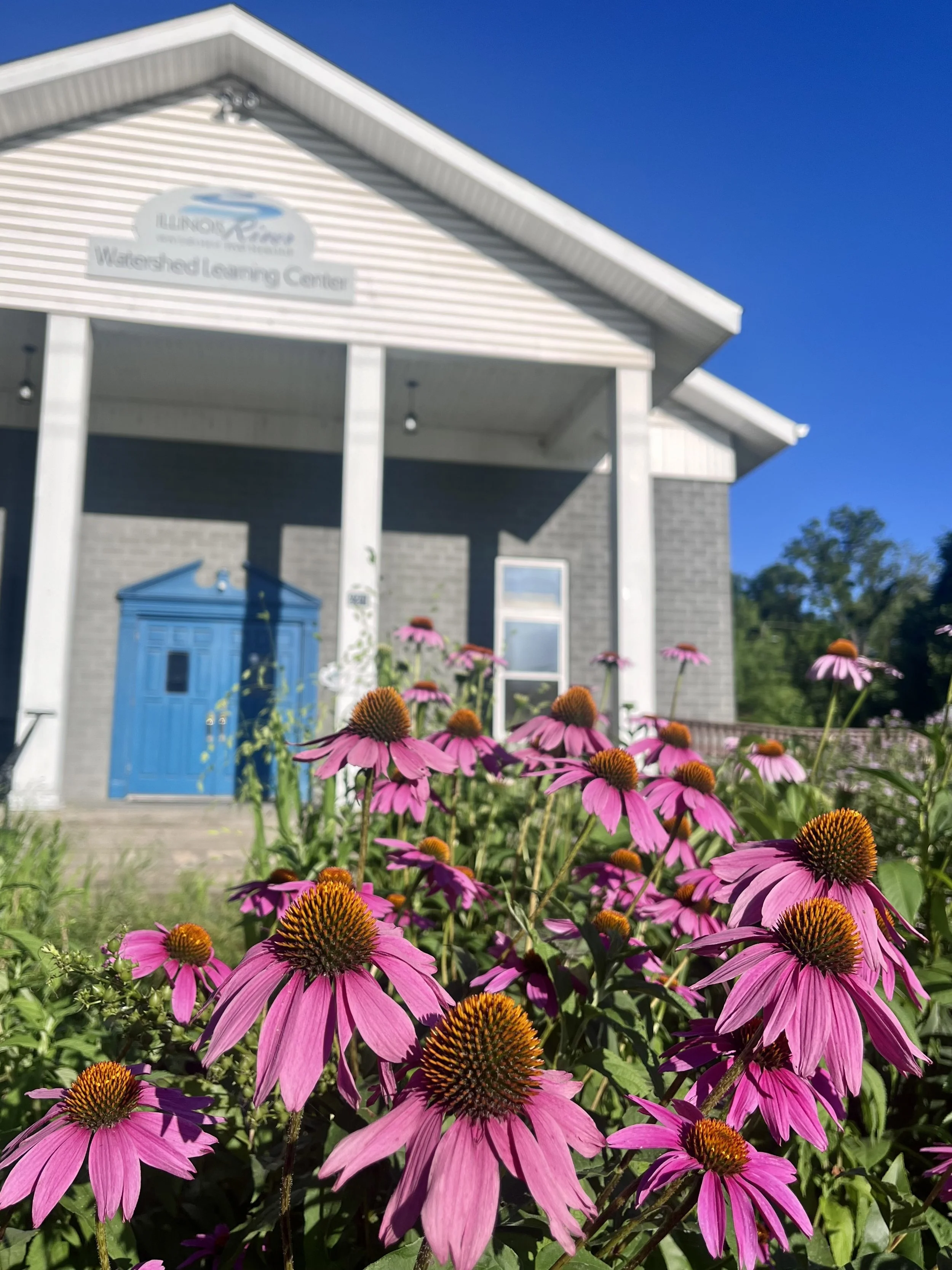 Coneflowers in LC Rain Garden.jpg