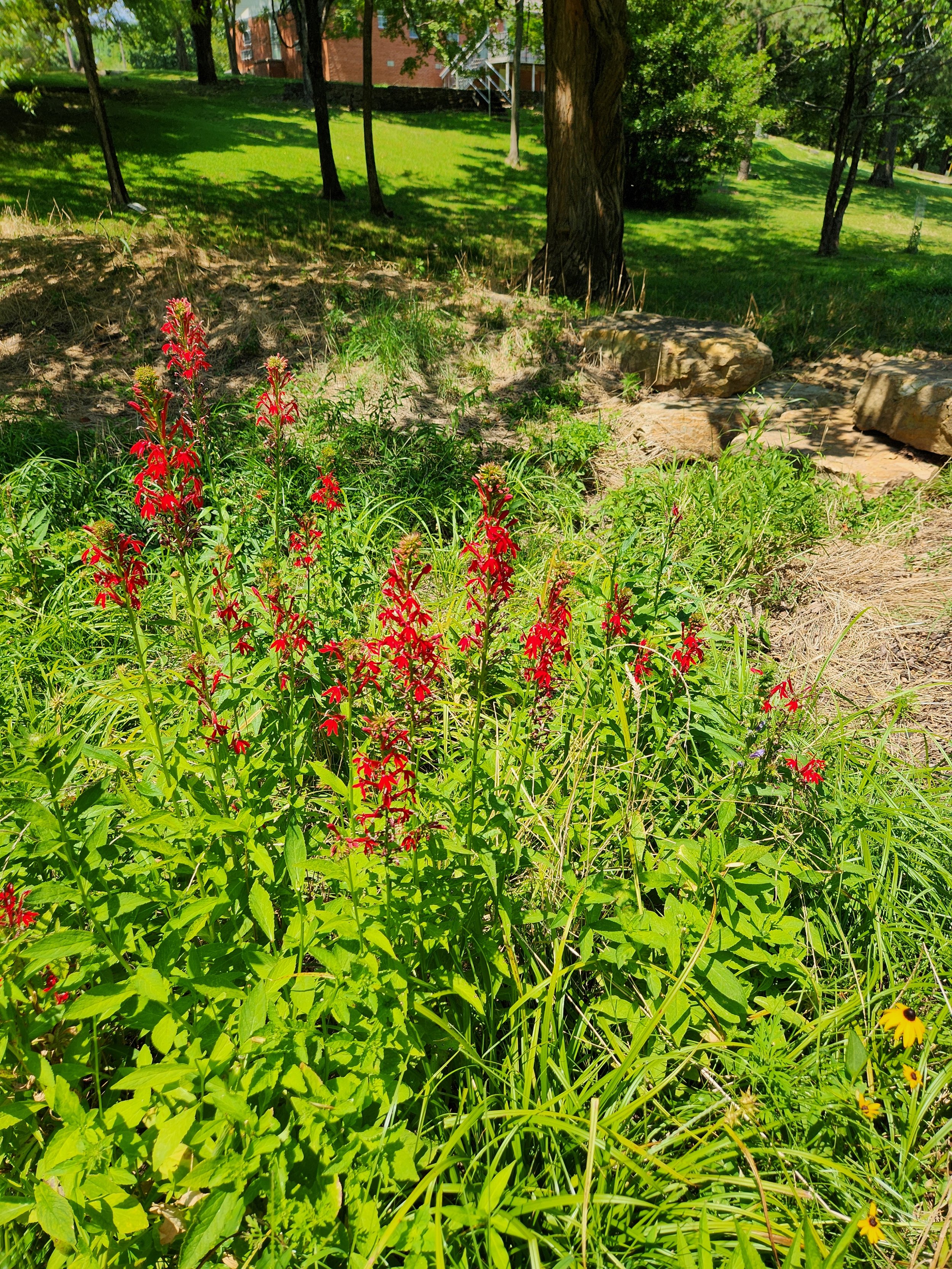 Rain Garden Design Workshop at the Mount Sequoyah Retreat Center