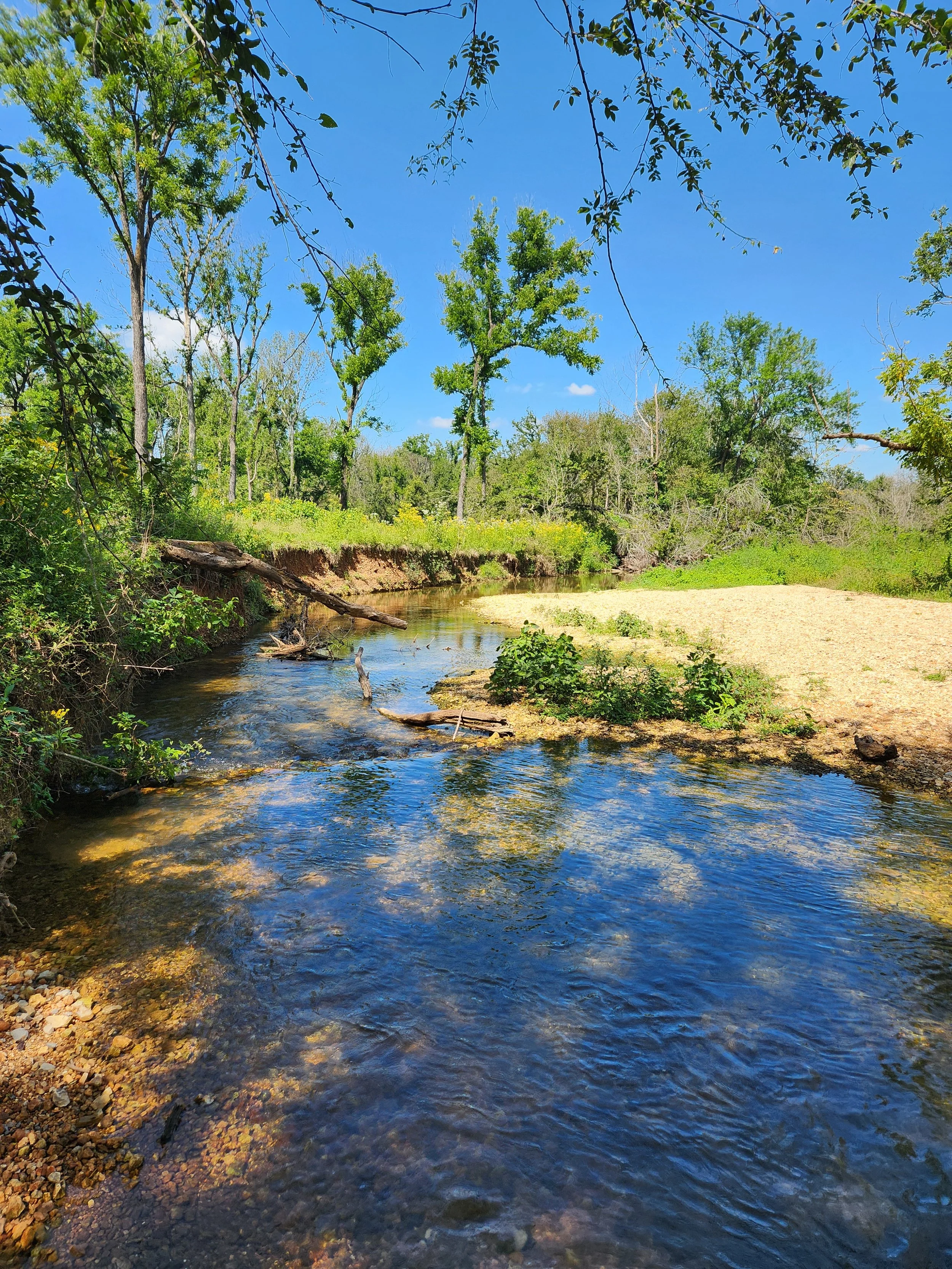Wildcat Creek Volunteer Planting Day 1