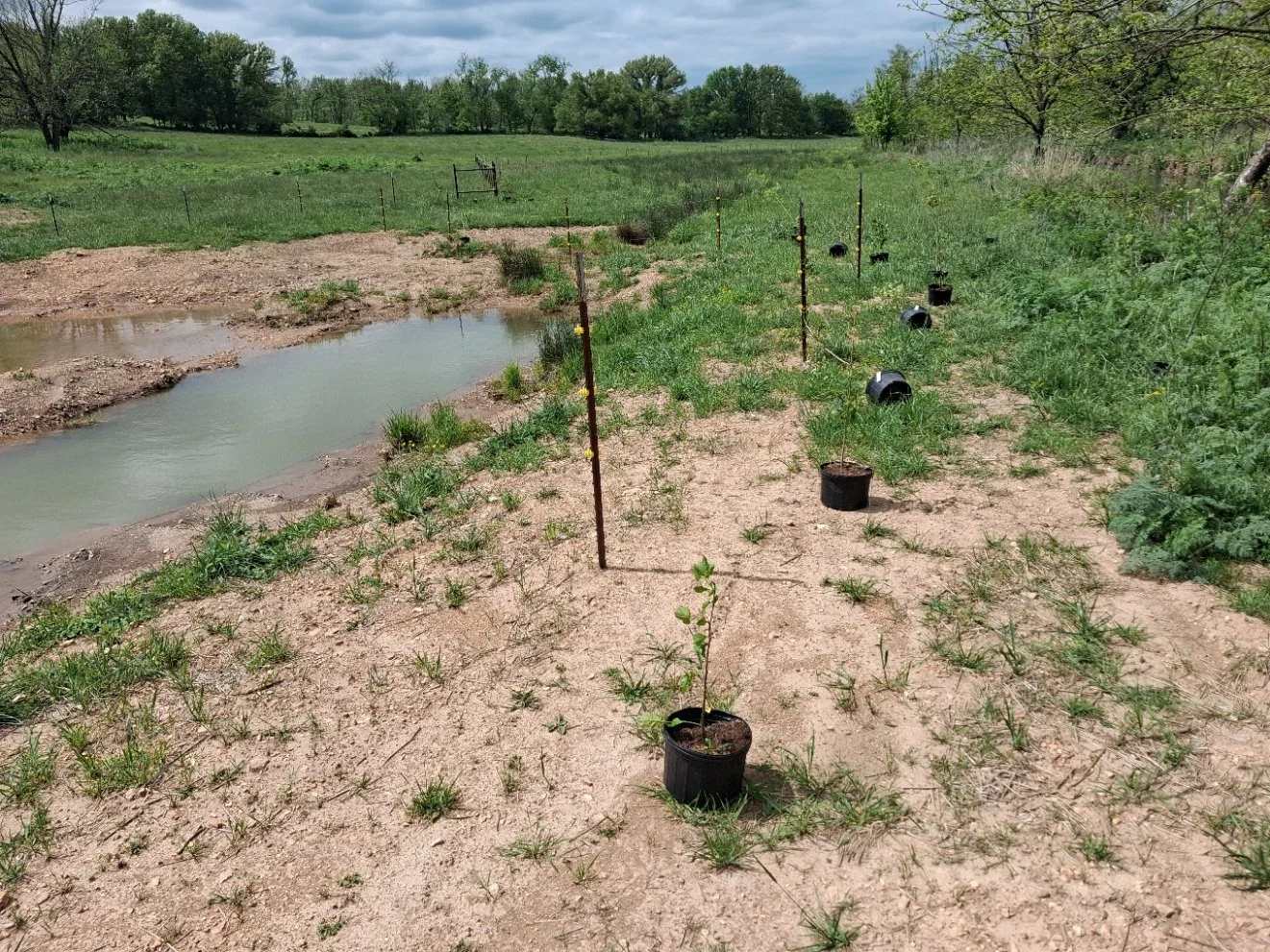 Re-Wilding Wildcat Creek