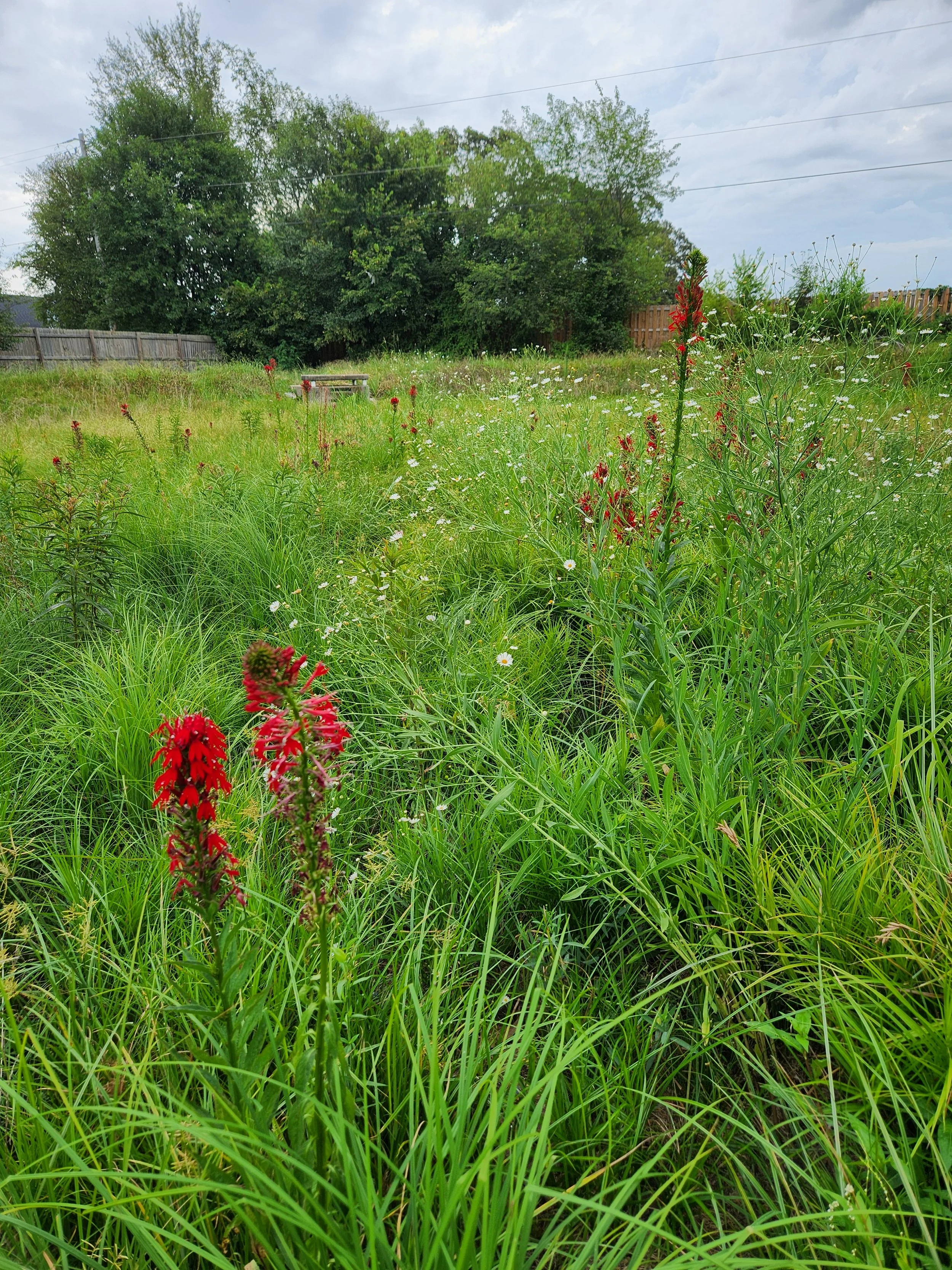Volunteer Day at a Retrofitted Detention Pond in Springdale
