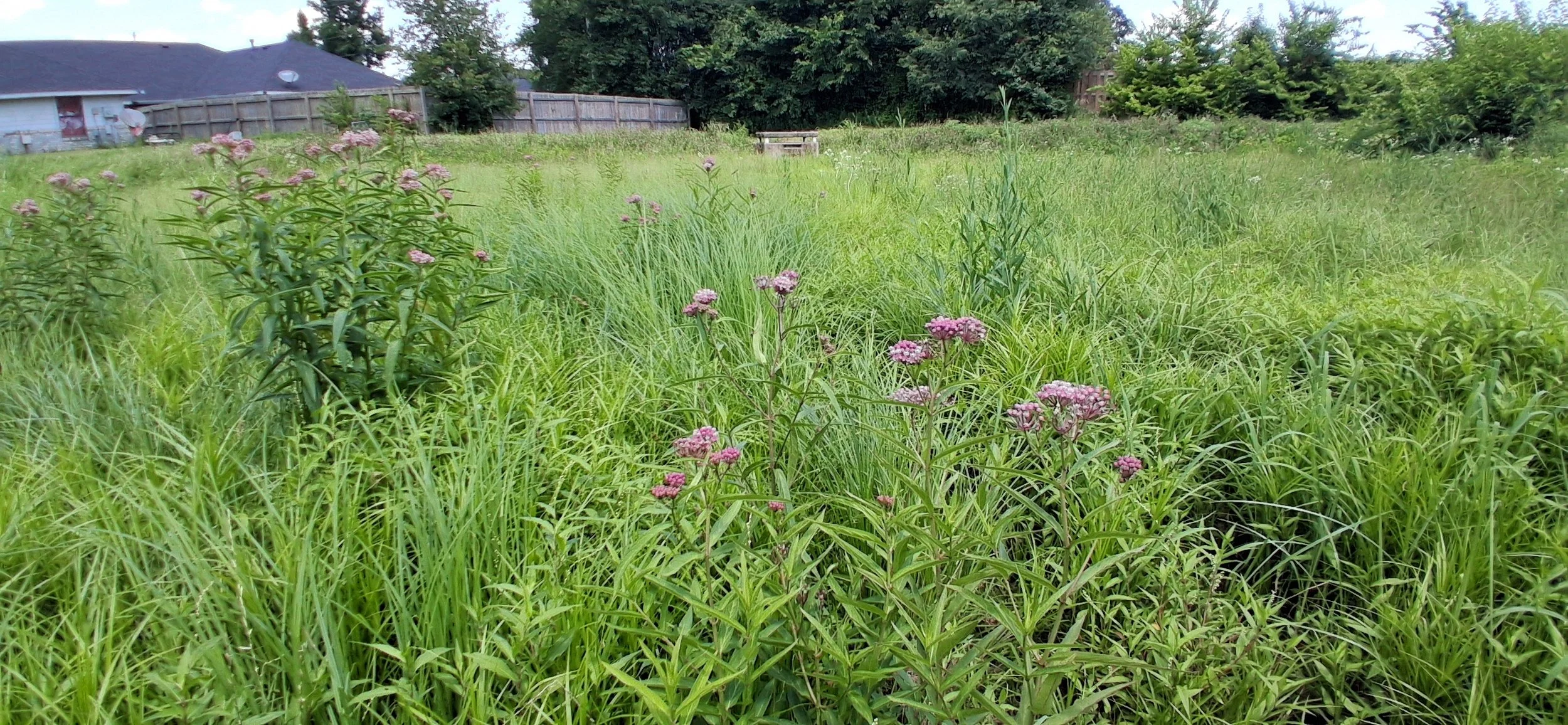 Native By Design: Improving Stormwater with Detention Pond Retrofits