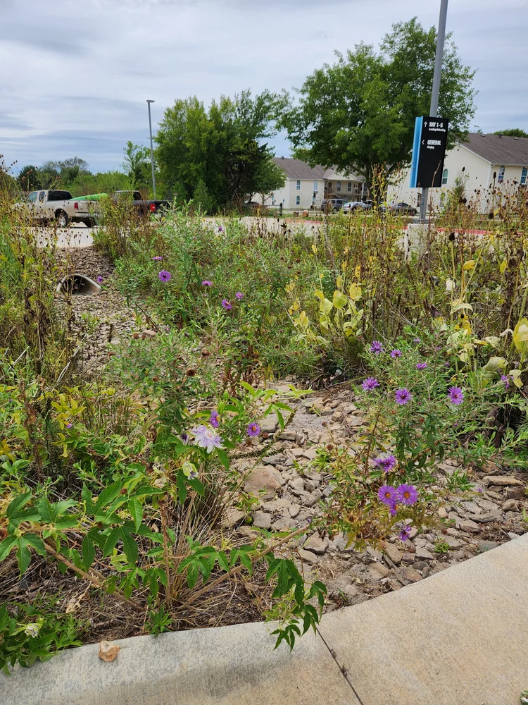 Rain garden illustration