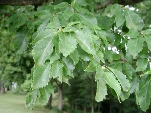 The Chinquapin oak, while not an especially common tree in the forest, is one of North America’s most widely distributed oaks. (Image courtesy Gerald Klingaman)