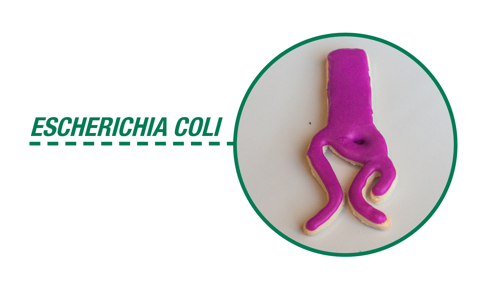 CC_Ecoli.png