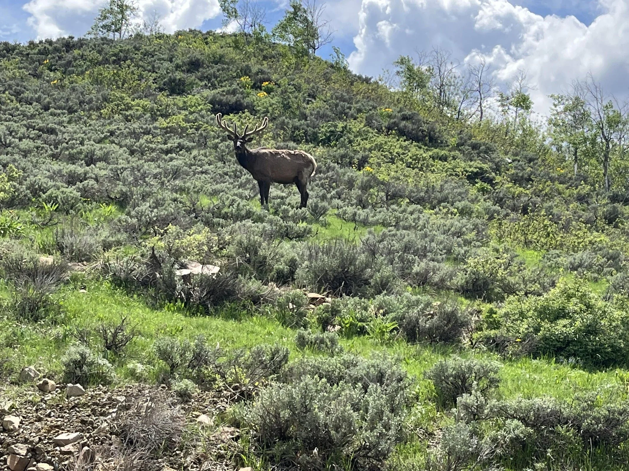 206 Nez Perce Circle Stephanie Reed Real Estate