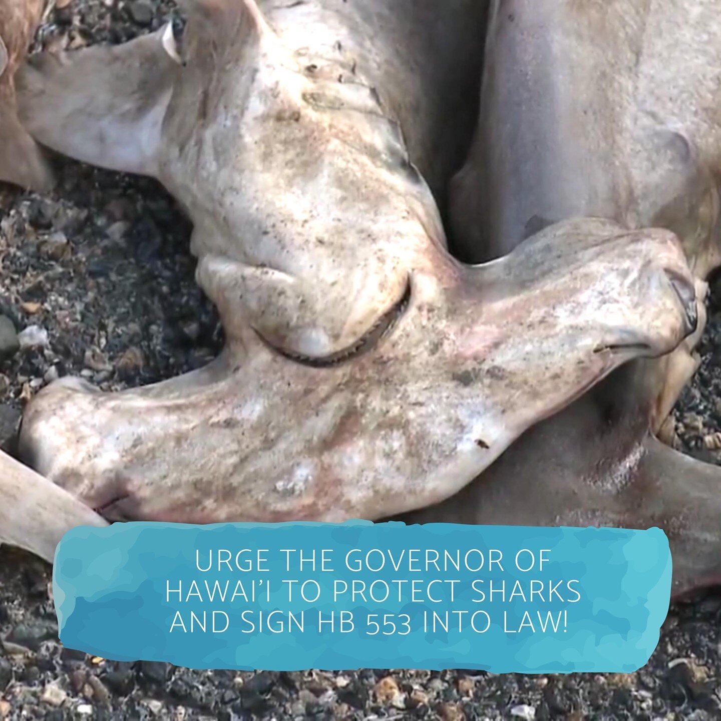 Over the years, there have been far too many incidents of purposeful killings and mutilations of sharks in Hawai'i. Dead shark pups have been found tossed in bushes, a pile of nearly a hundred scalloped hammerhead pups were dumped at Sand Island, sha
