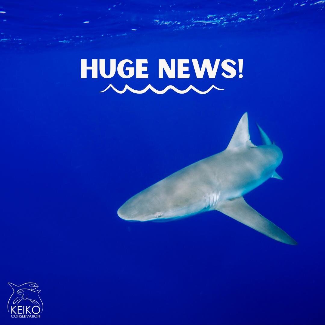 We are SO happy to share the news that House Bill 553 was signed into law! This bill will prohibit the purposeful killing of sharks in Hawaiian state waters! So many of you have been supportive of this bill year after year. We are so grateful for you