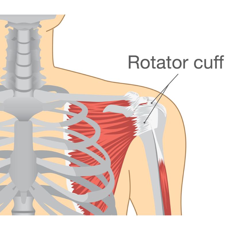 Our 4 Favorite Rotator Cuff Exercises — Strength for Yoga