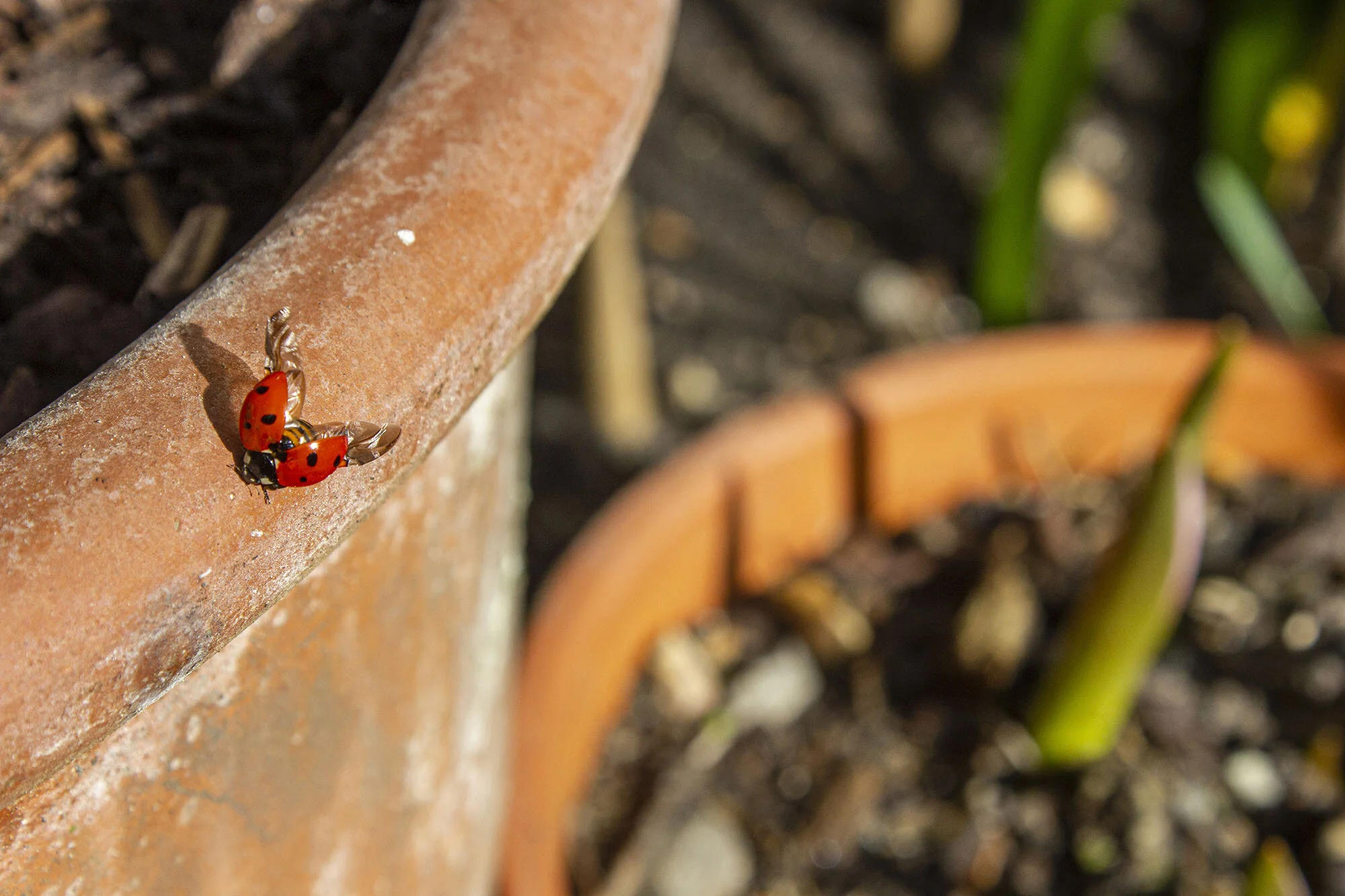 In my small London courtyard garden, the party’s already started