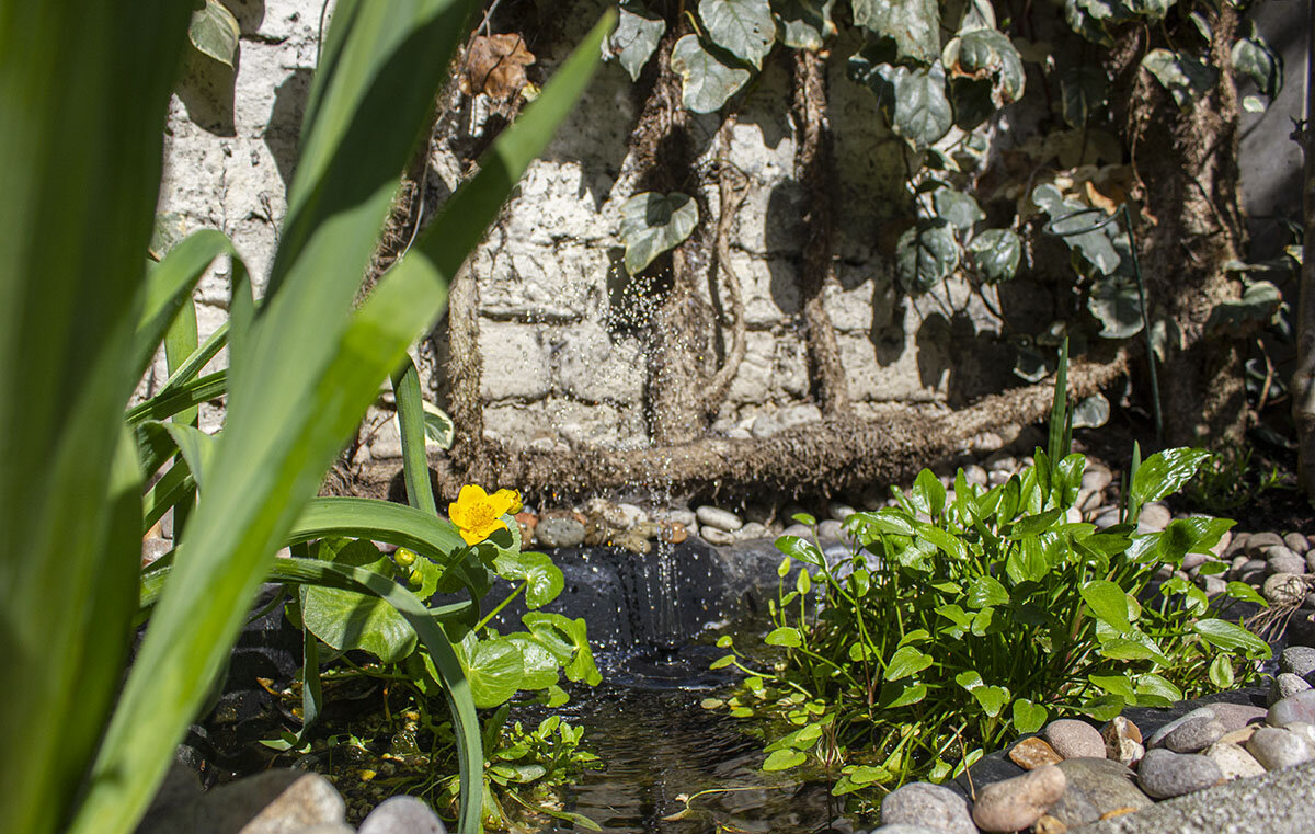 I added a pond to my garden and now I want to tell you all about it