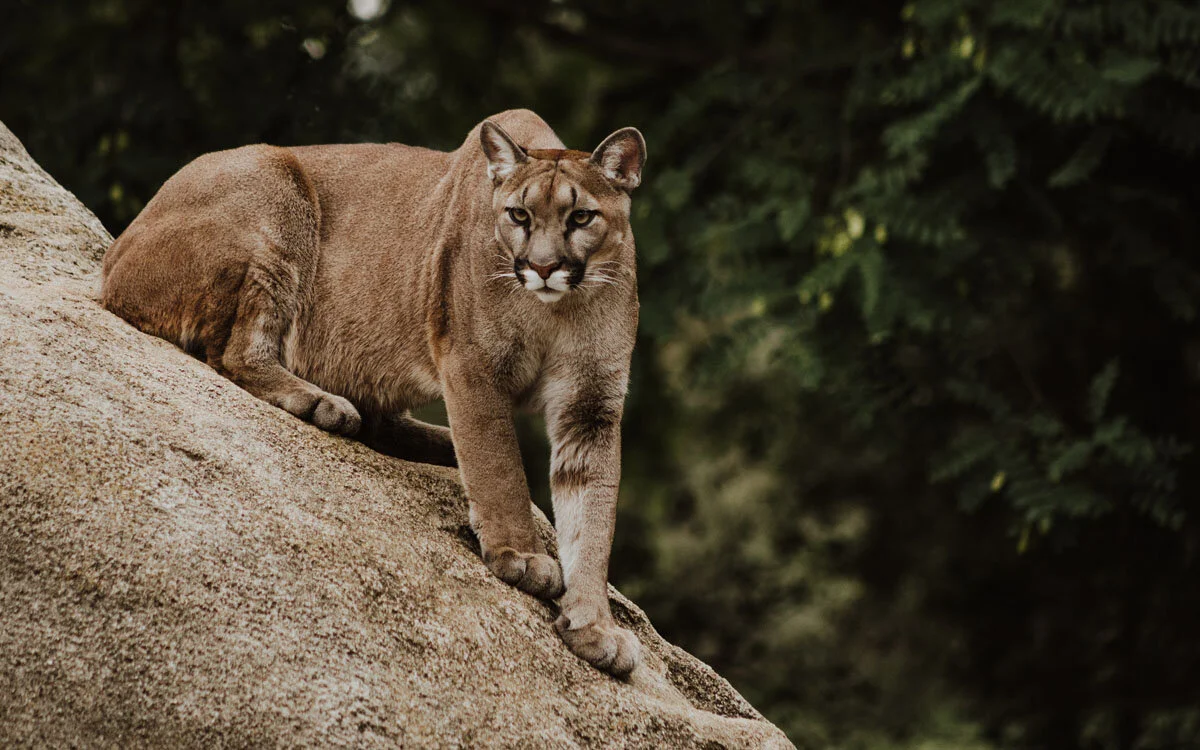 In 2001, I had a close encounter with a puma on my morning paper round