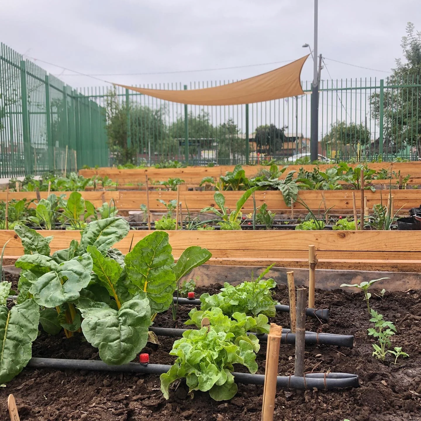 Wow, potent&iacute;sima la energ&iacute;a del huerto comunitario de @cultiva_reforestacion y @comida_para_todos_cl en Villa Arauco. Es un lujo de proyecto que genera (re)encuentro entre las personas y con la tierra, inclusi&oacute;n y alimentos de ca