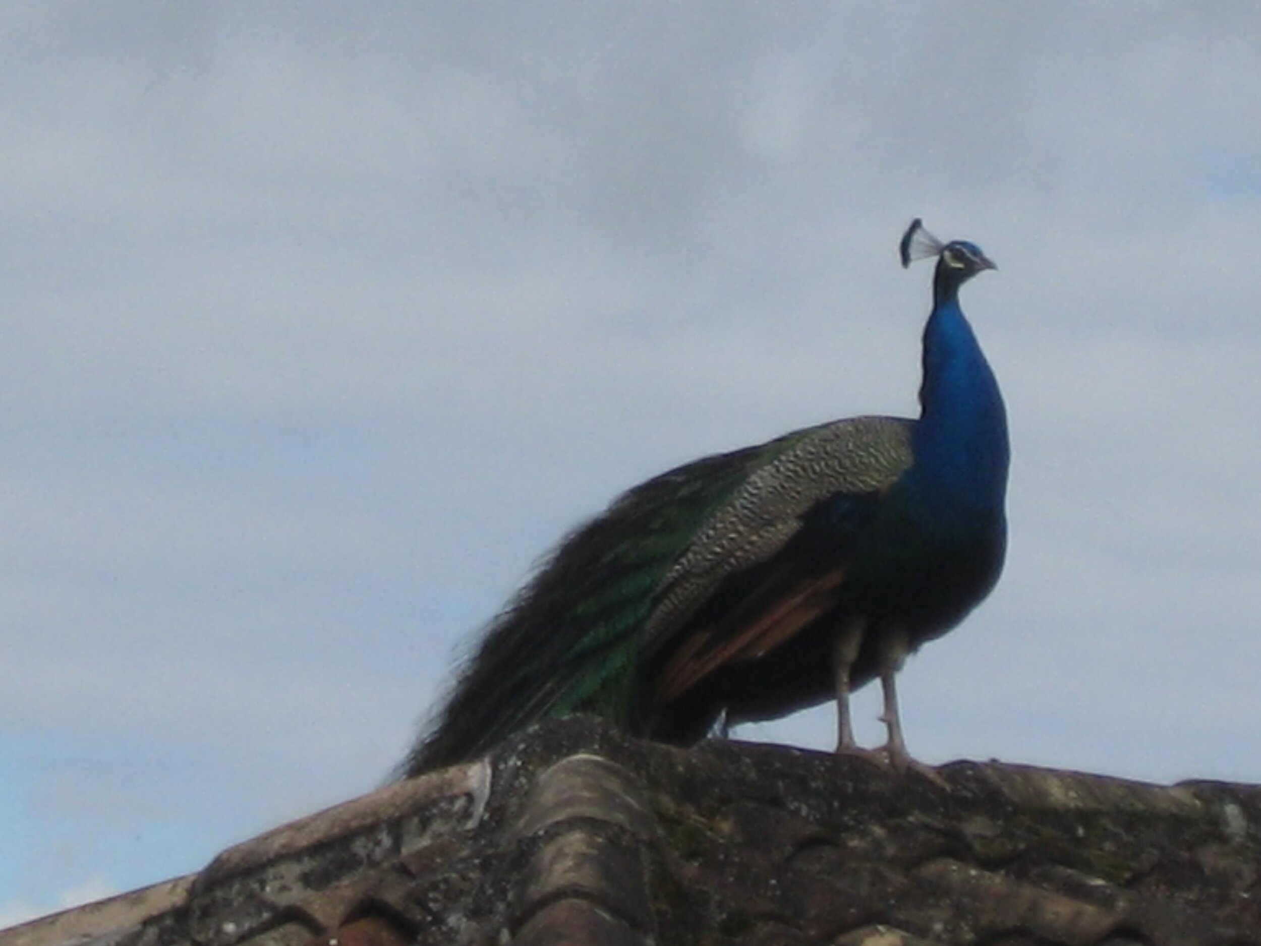 IMG_3875.jpeg