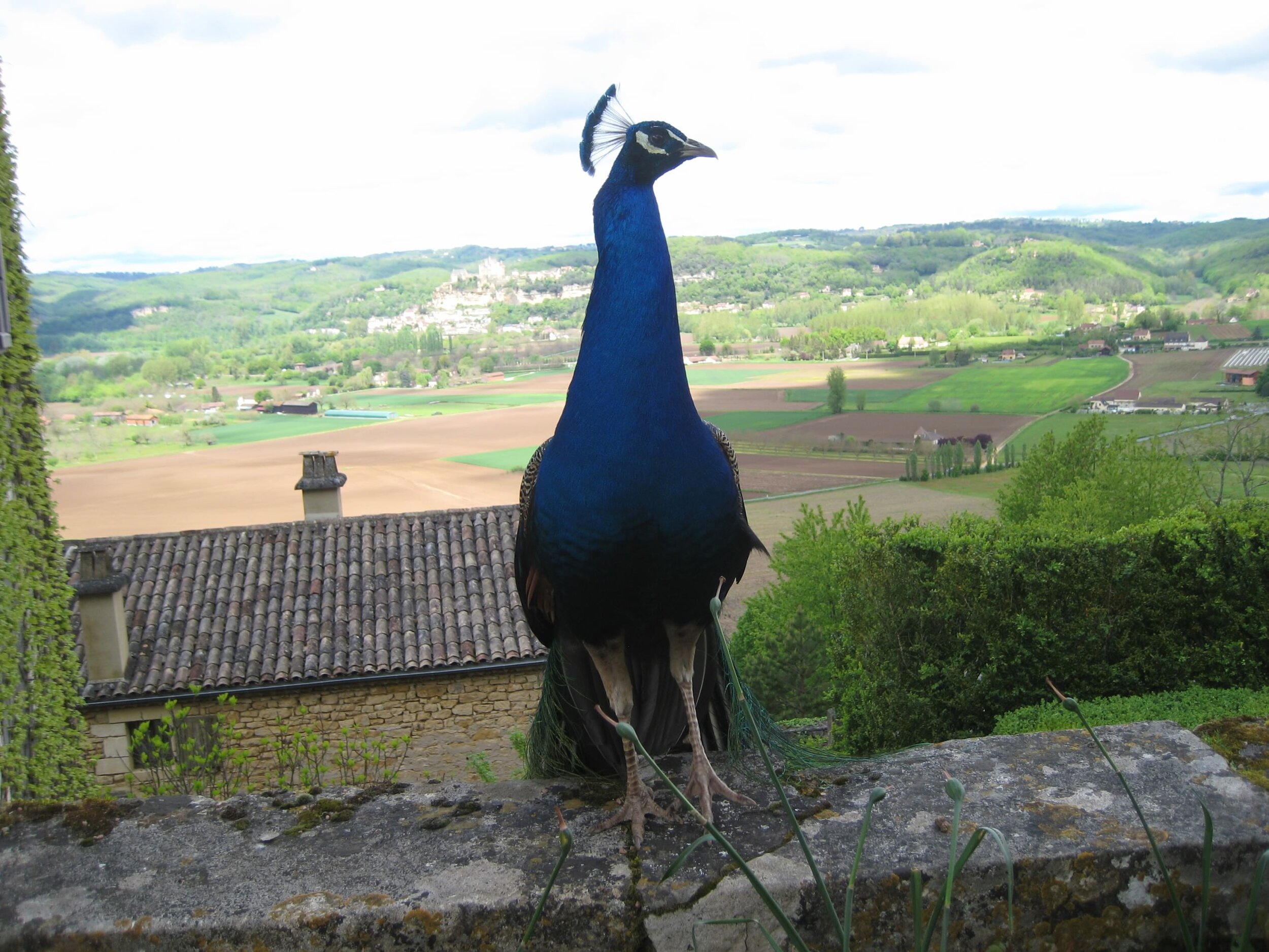 IMG_3901.jpeg
