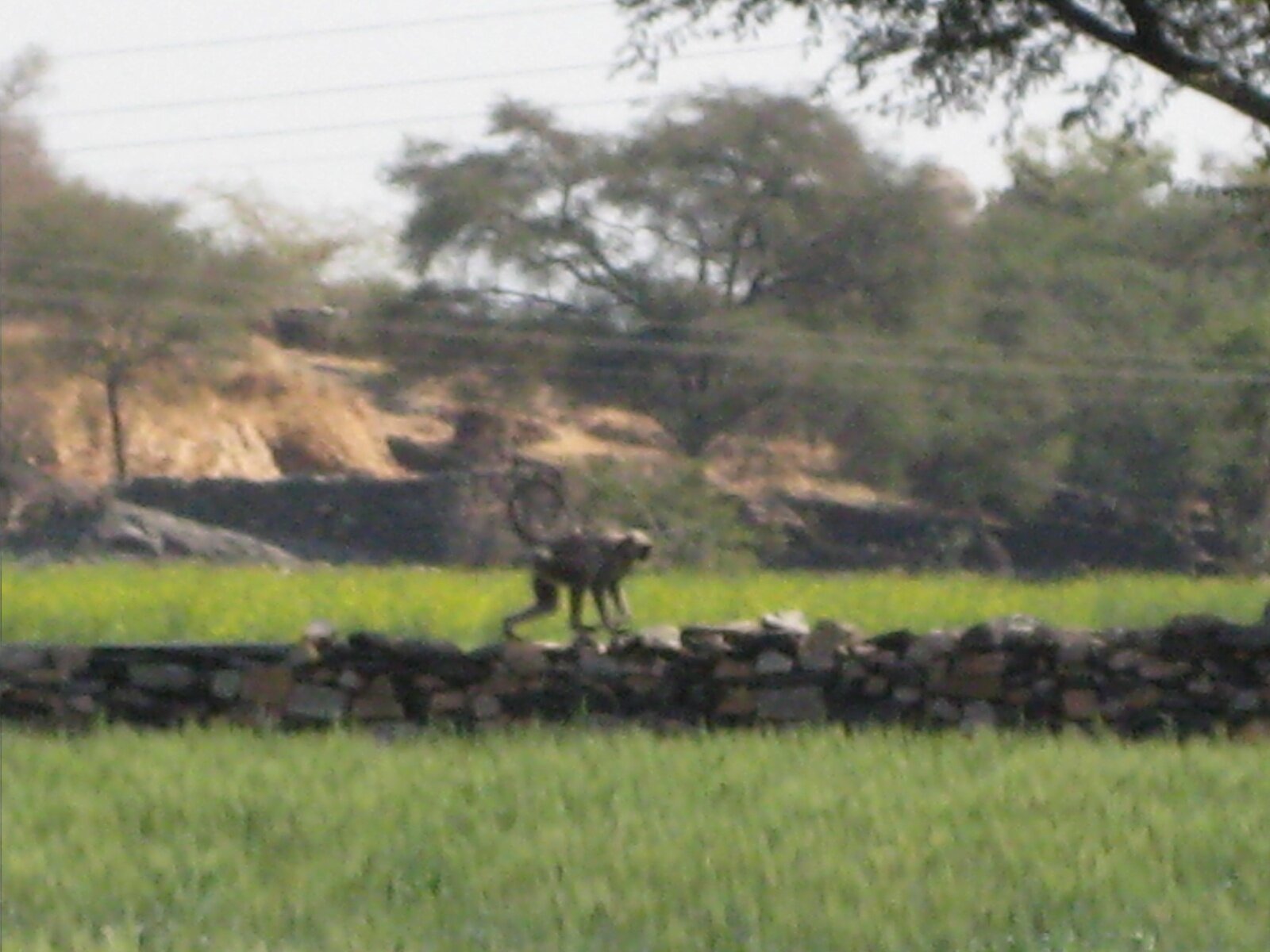 IMG_0102.jpeg