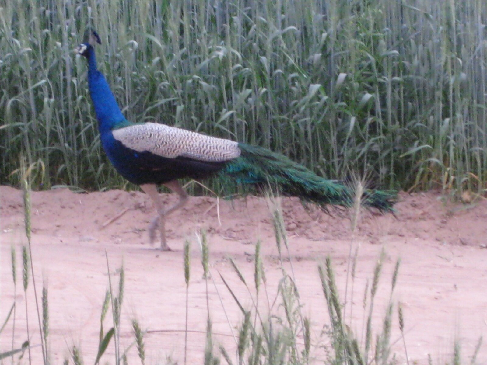 IMG_0218.jpeg