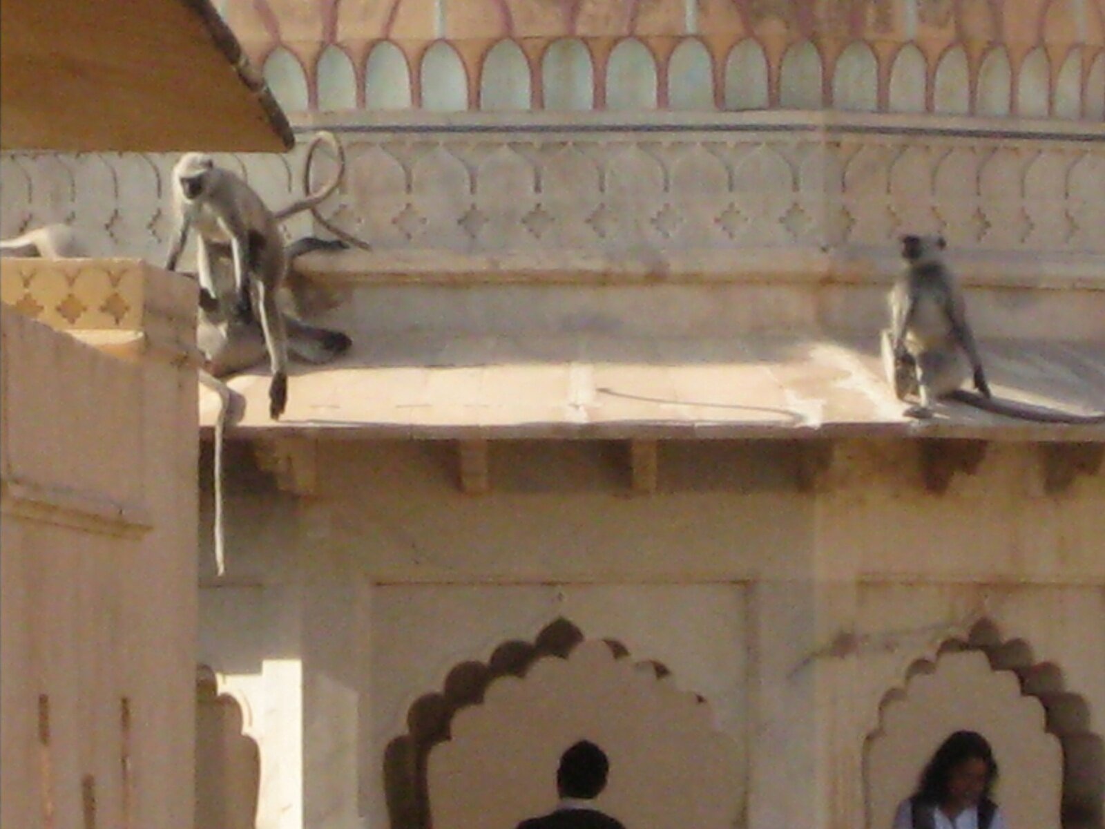 IMG_0259.jpeg