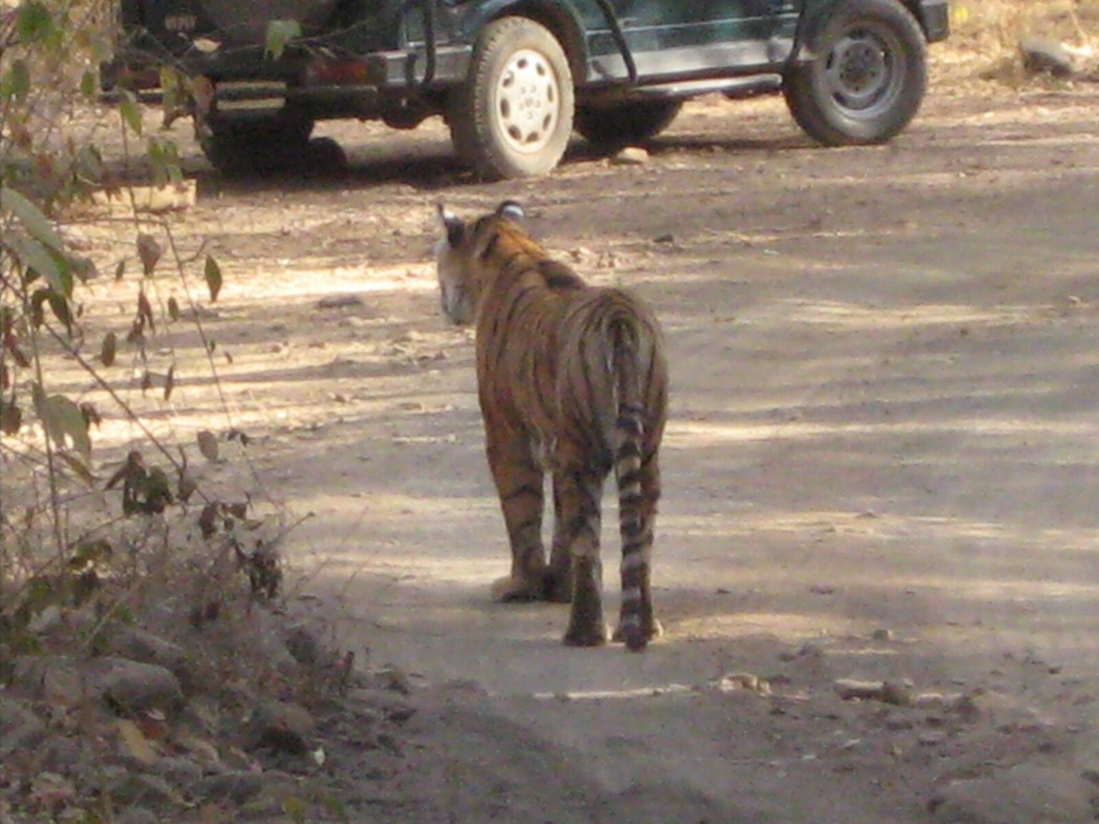 IMG_0301.jpeg