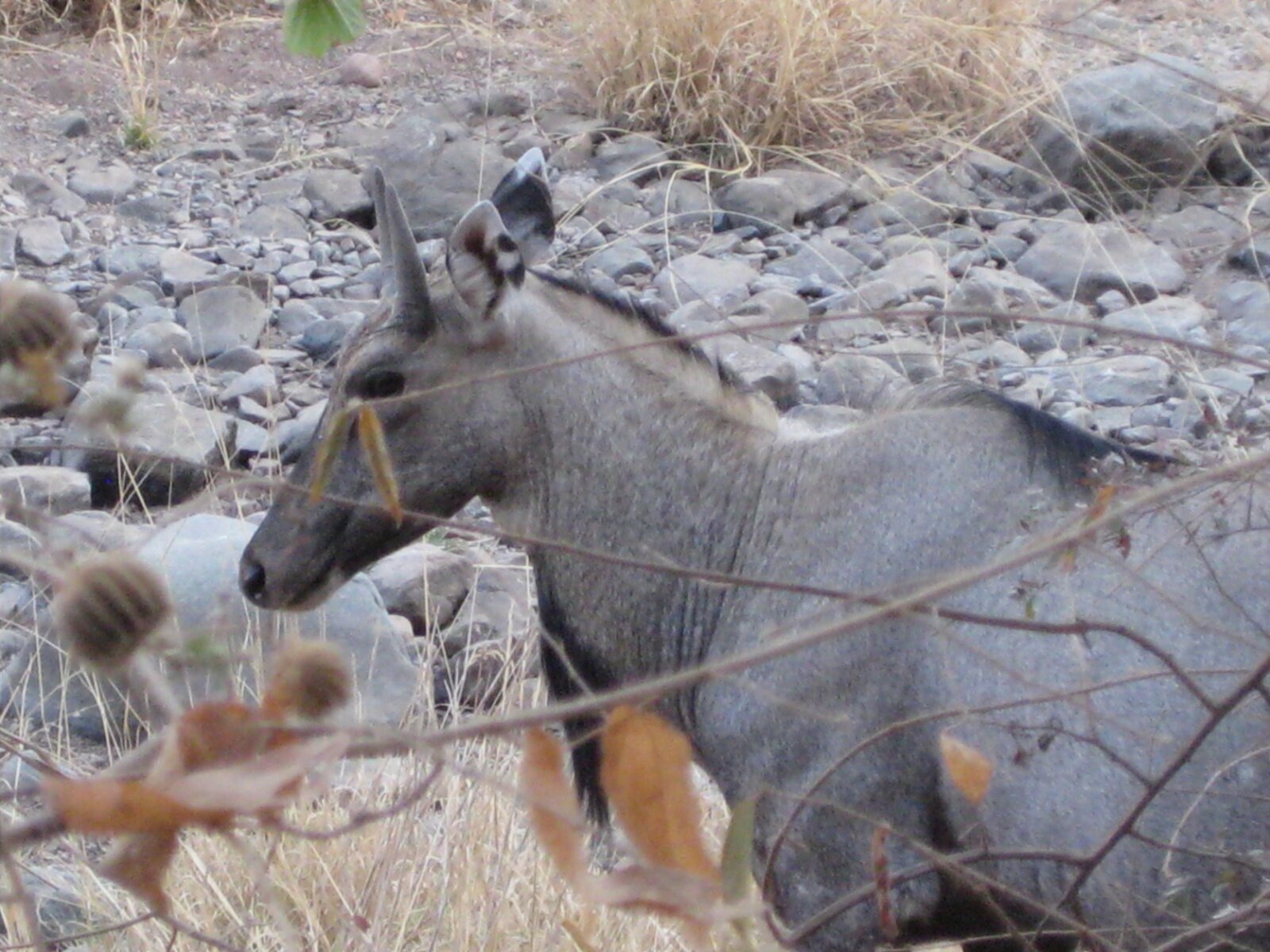IMG_0320.jpeg