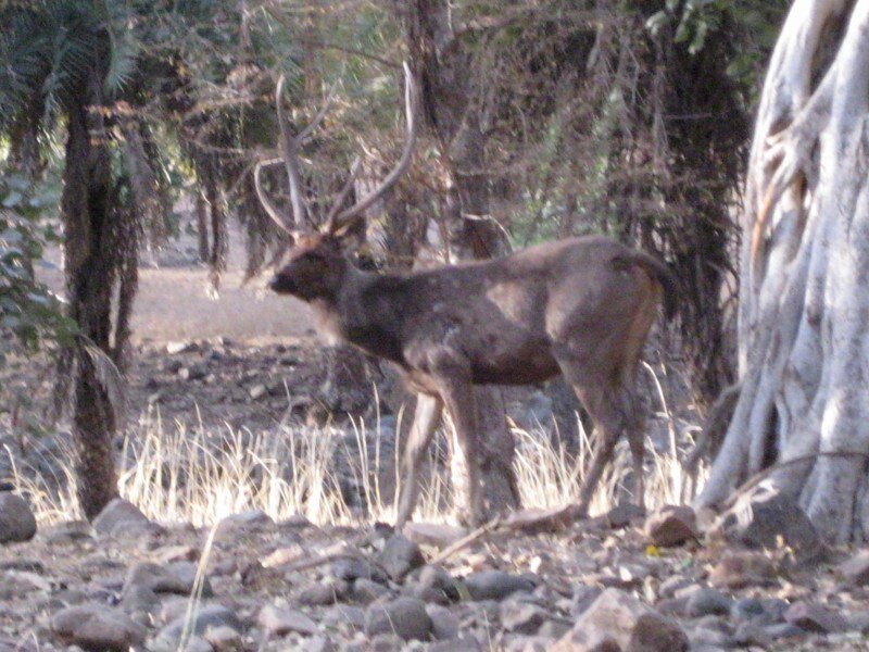IMG_0334.jpeg