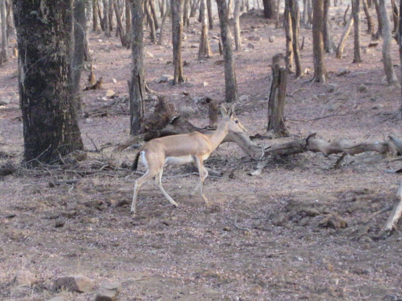 IMG_0339.jpeg