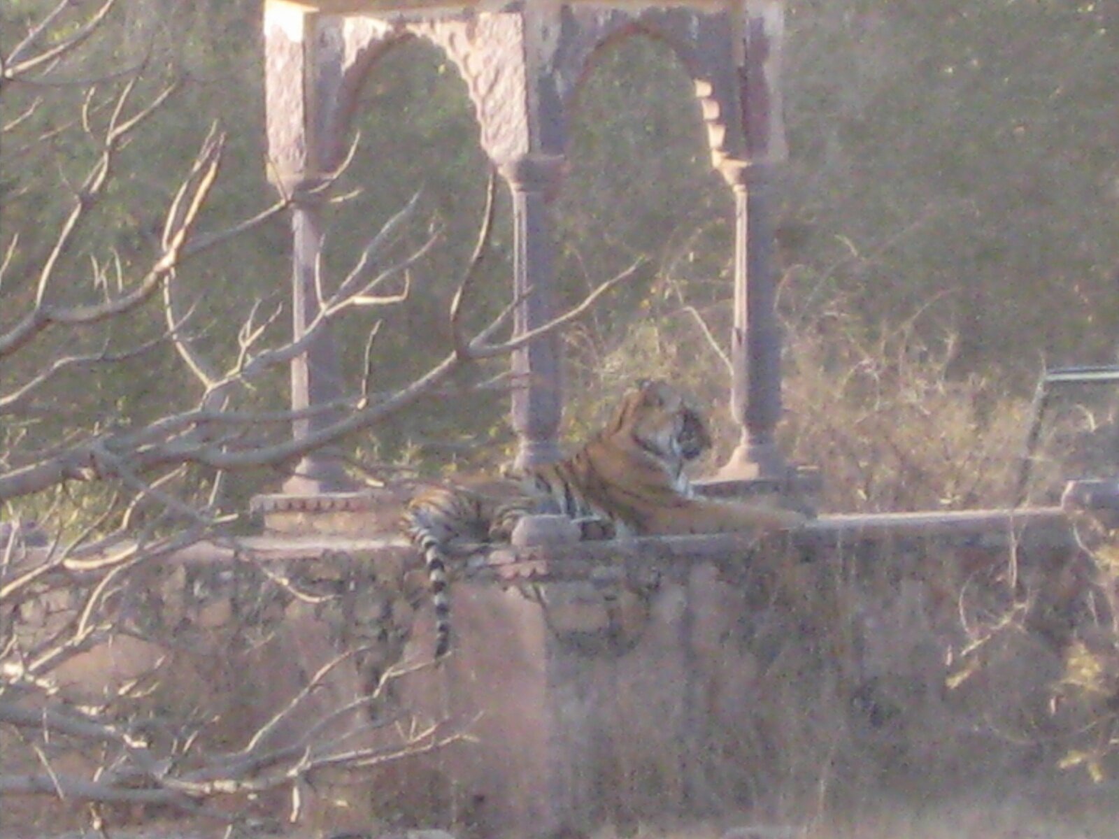 IMG_0367.jpeg