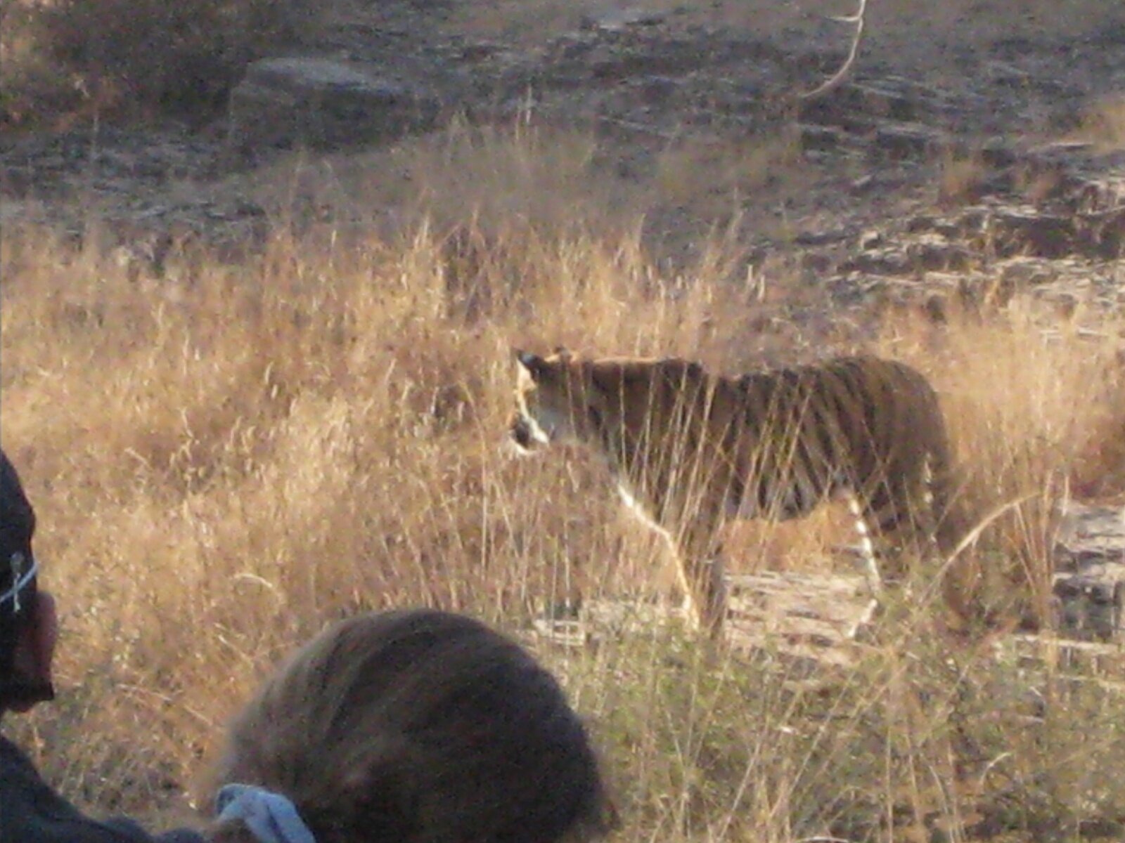IMG_0375.jpeg