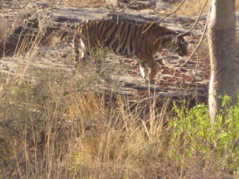 IMG_0376.jpeg