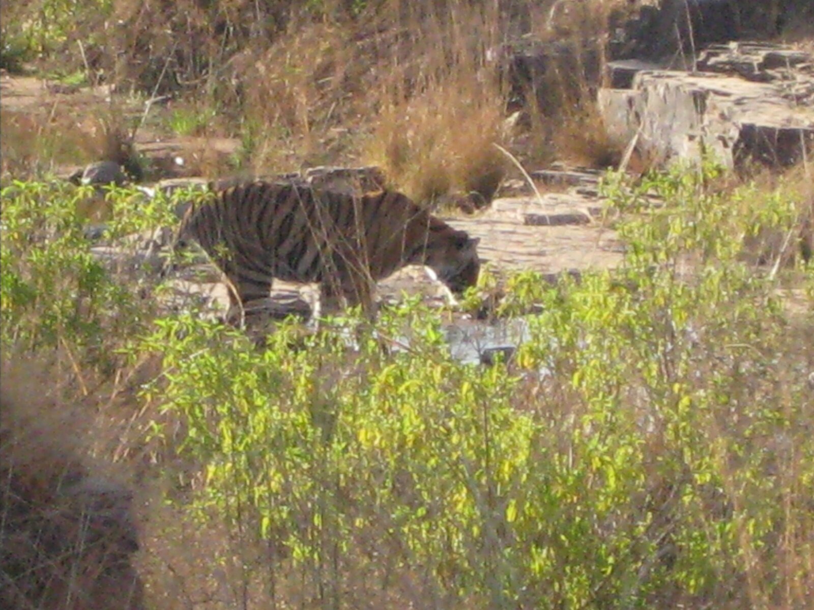 IMG_0377.jpeg