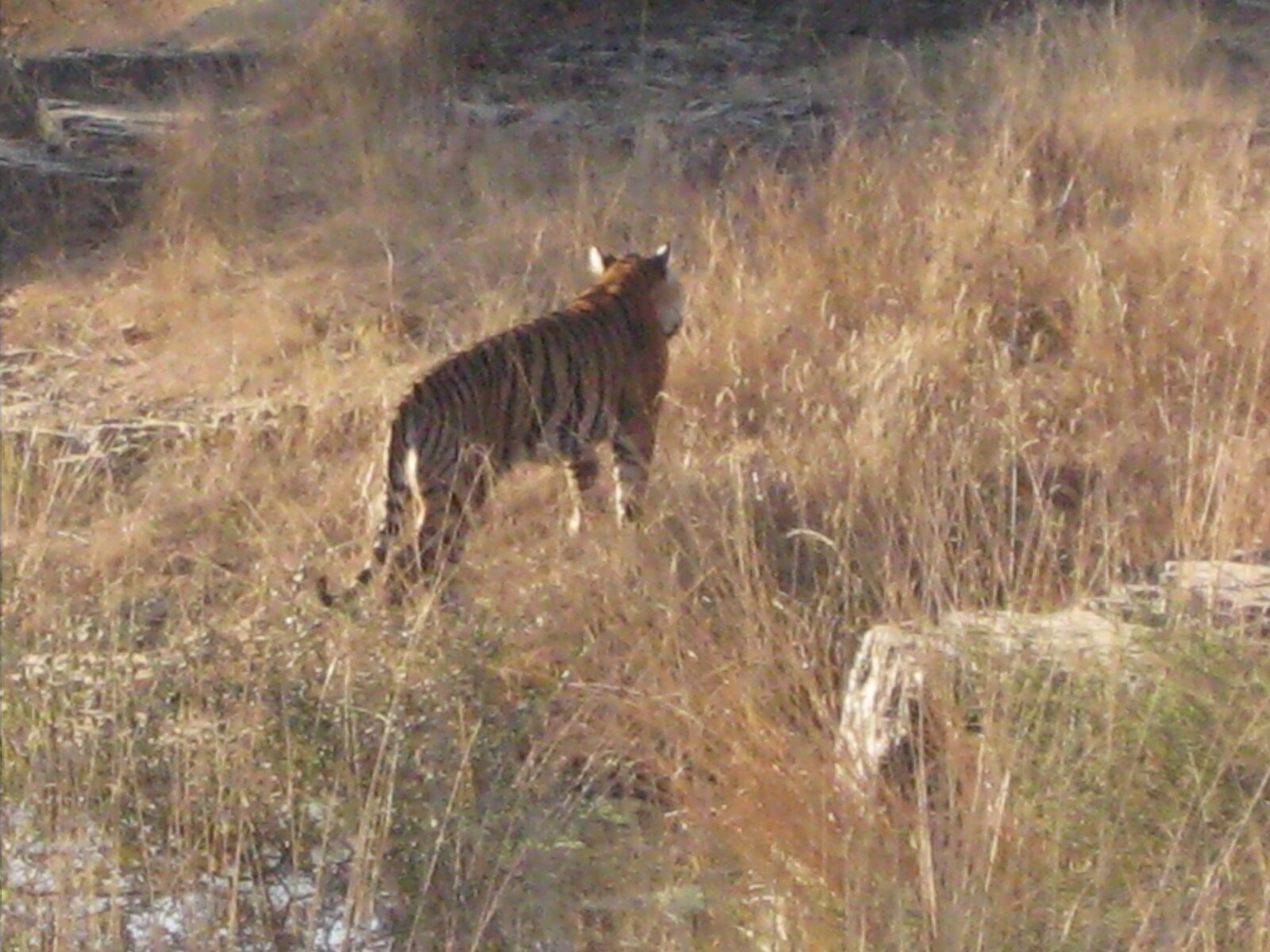IMG_0379.jpeg