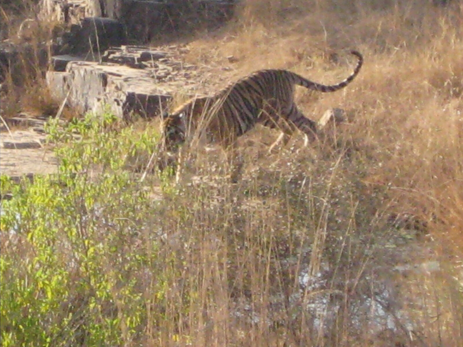 IMG_0380.jpeg