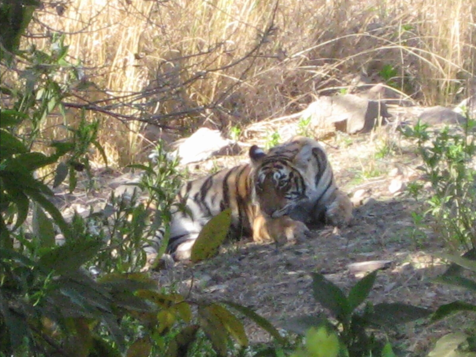 IMG_0429.jpeg