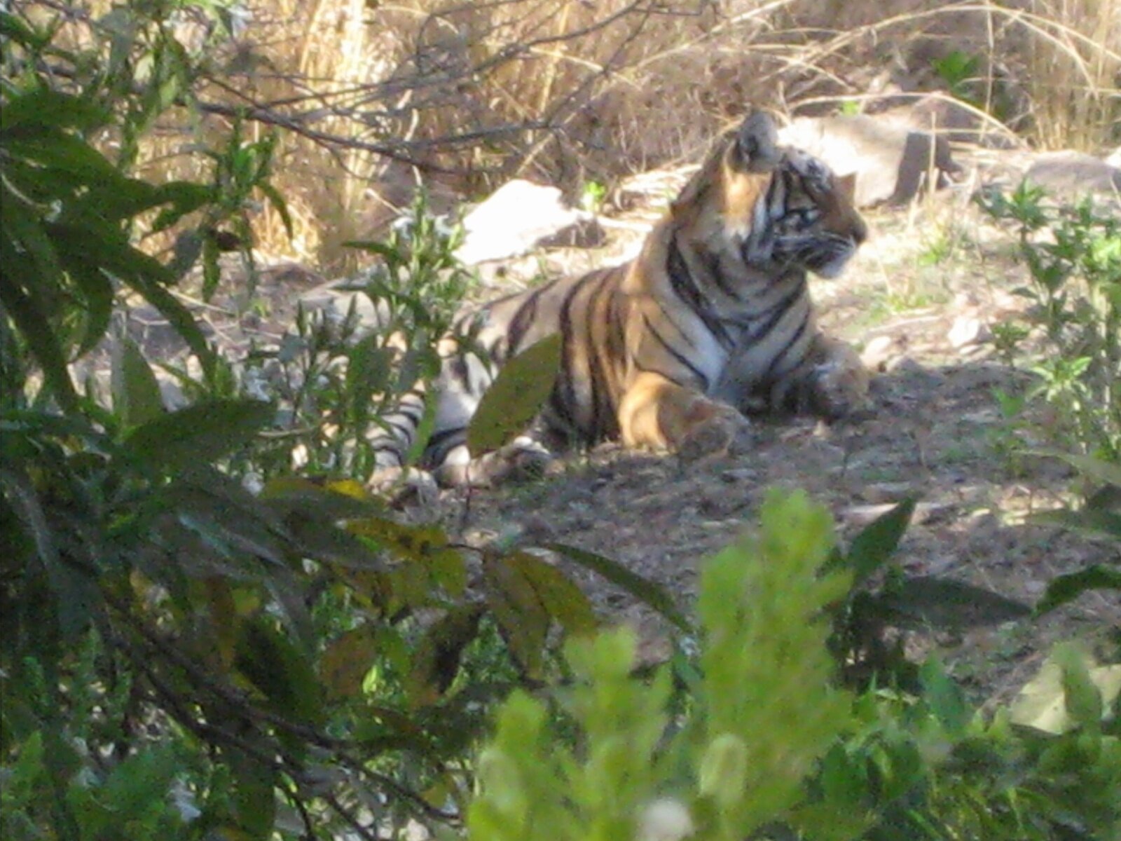 IMG_0432.jpeg