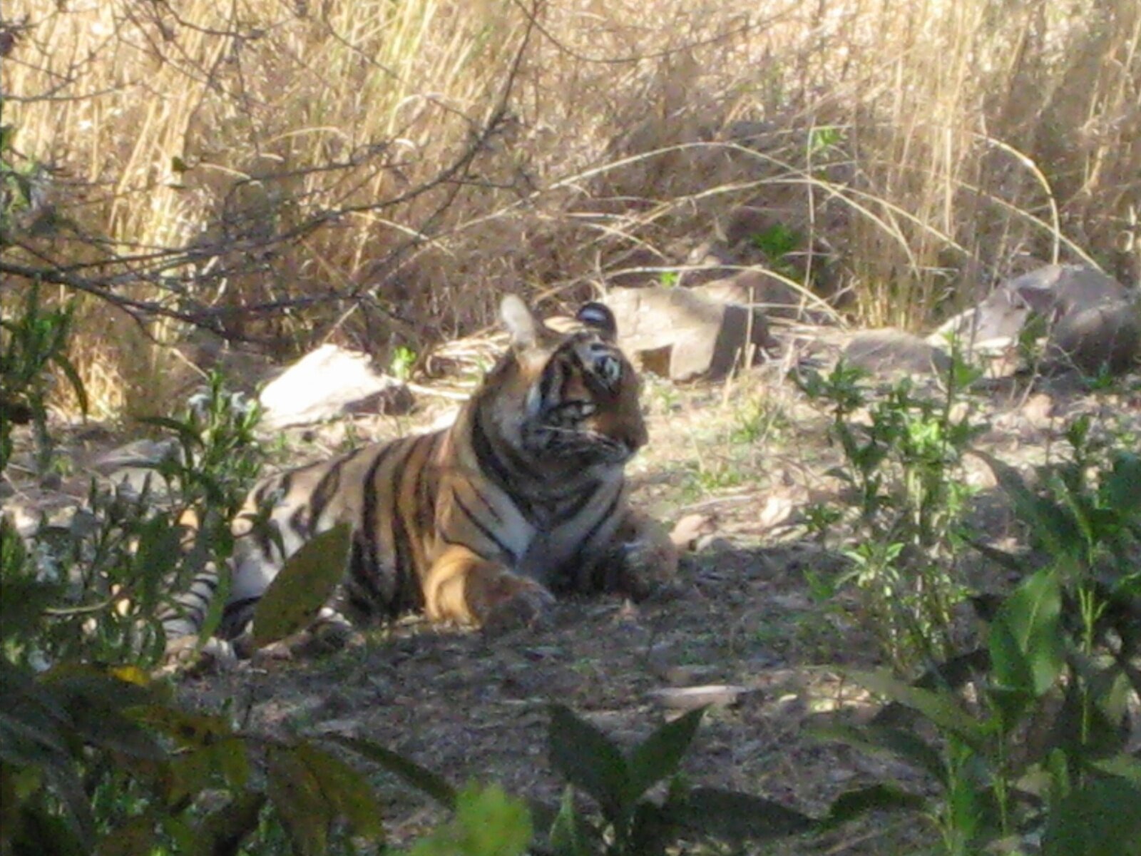 IMG_0433.jpeg