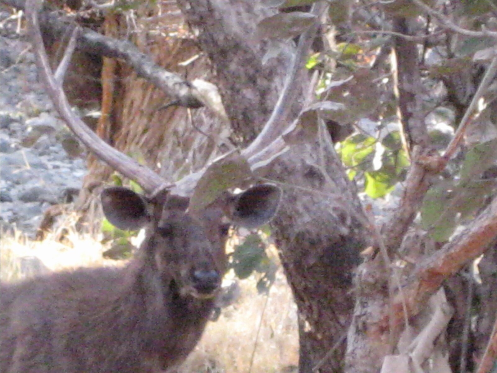 IMG_0437.jpeg