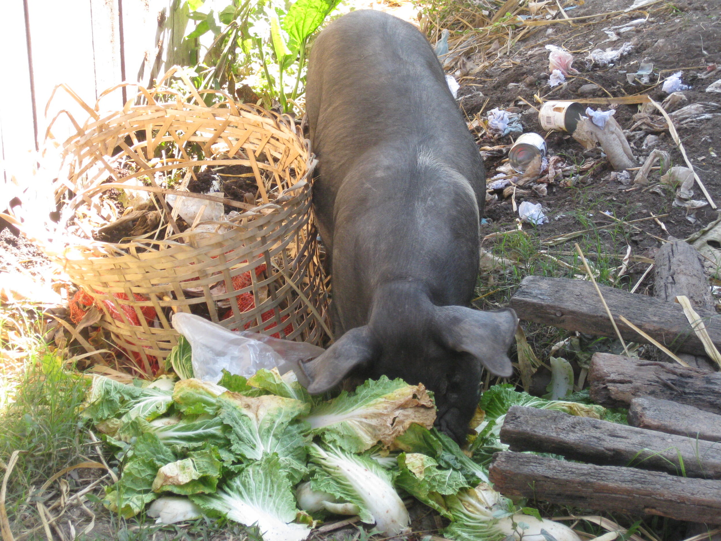 Burma 2014 067.jpeg