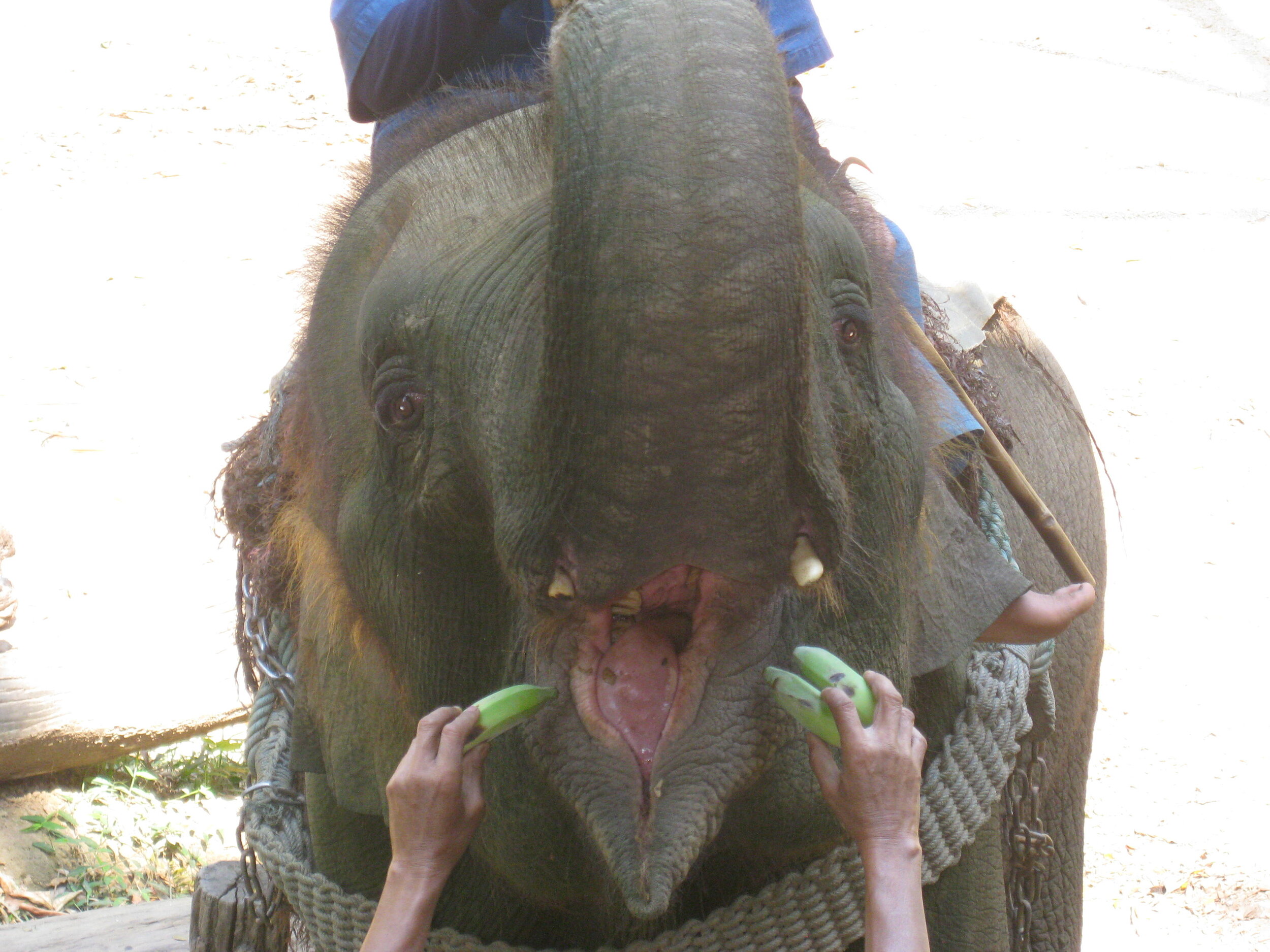 Burma 2014 201.jpeg