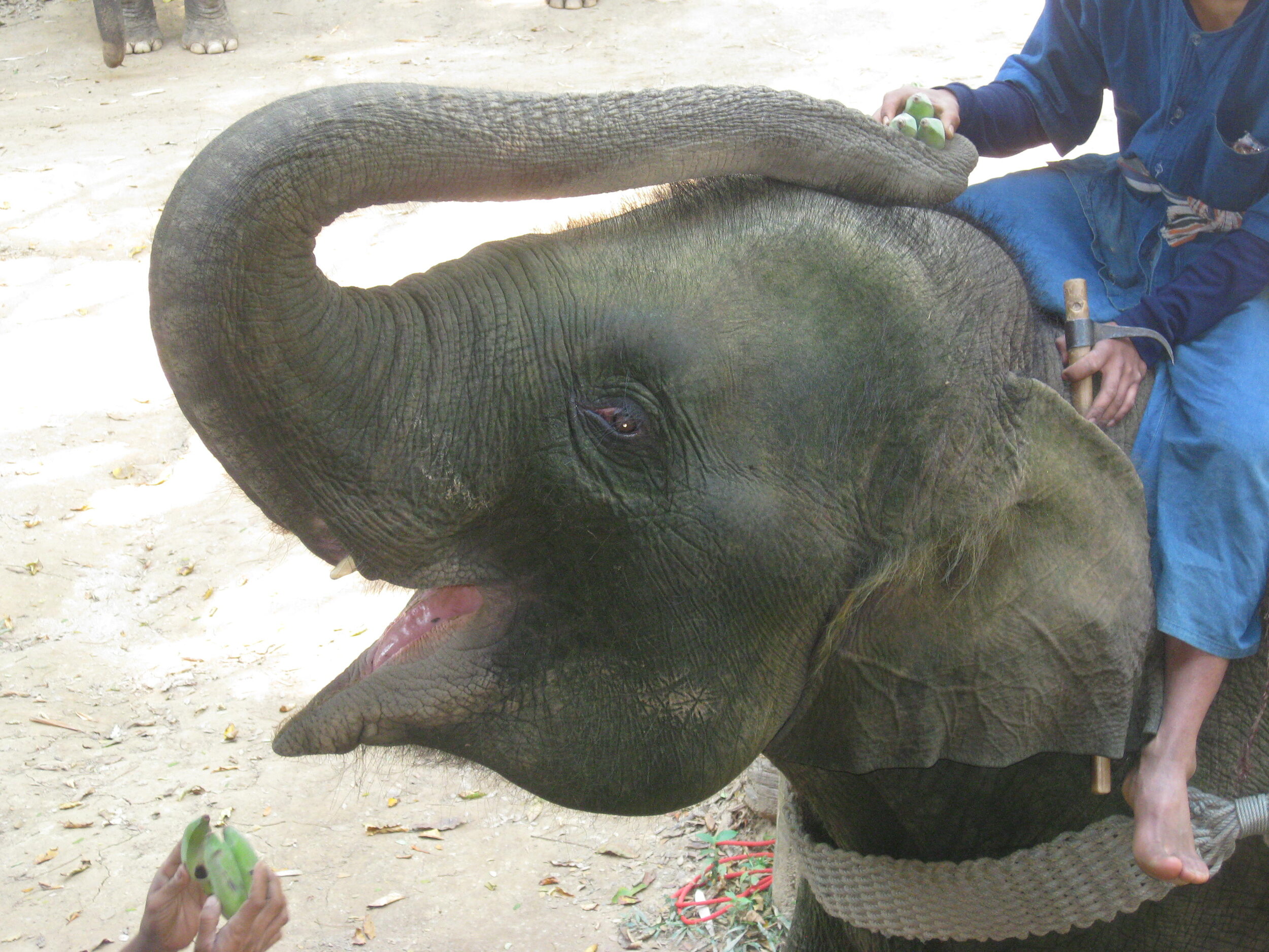 Burma 2014 202.jpeg
